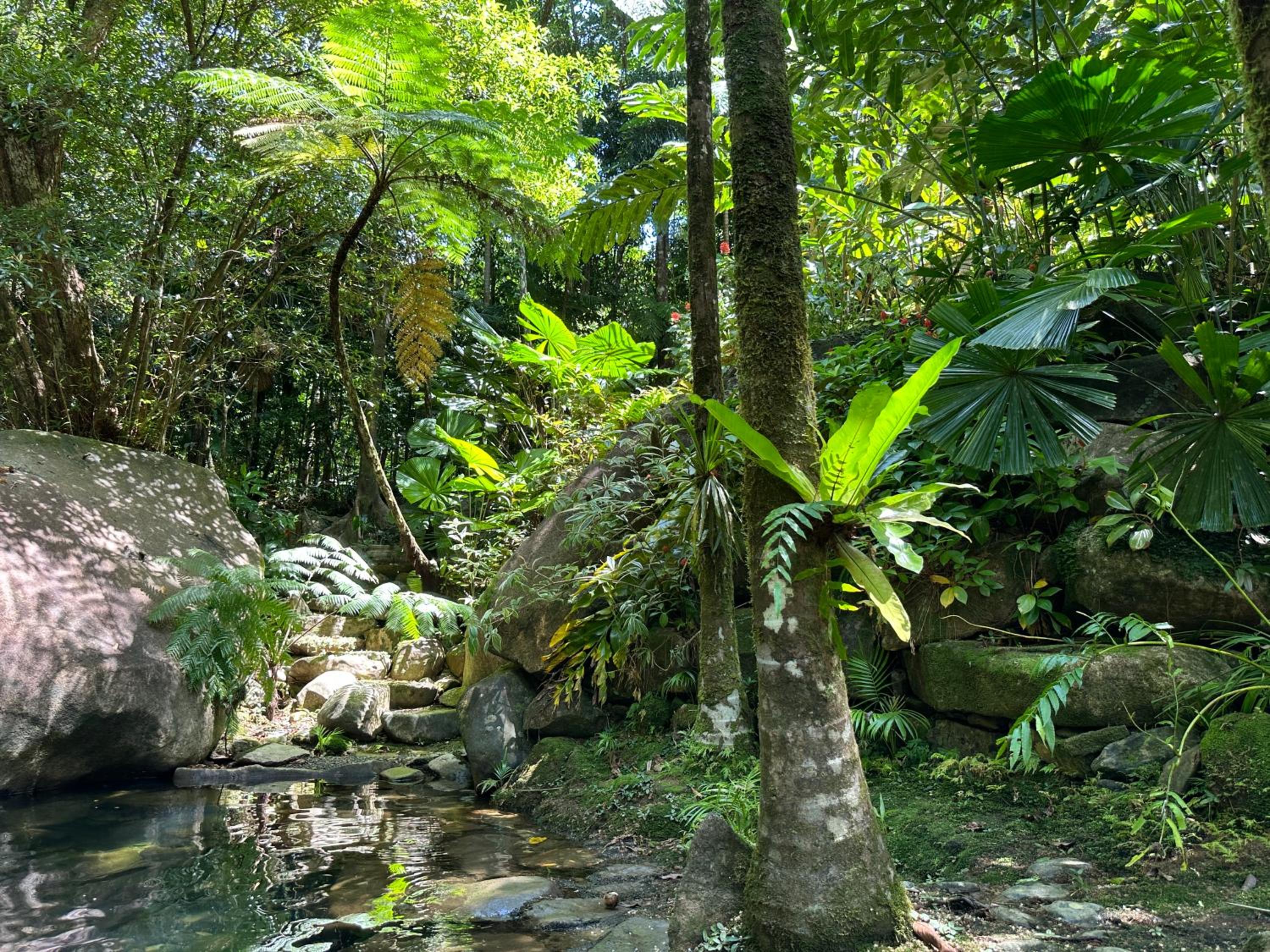 Daintree Secrets Rainforest Sanctuary