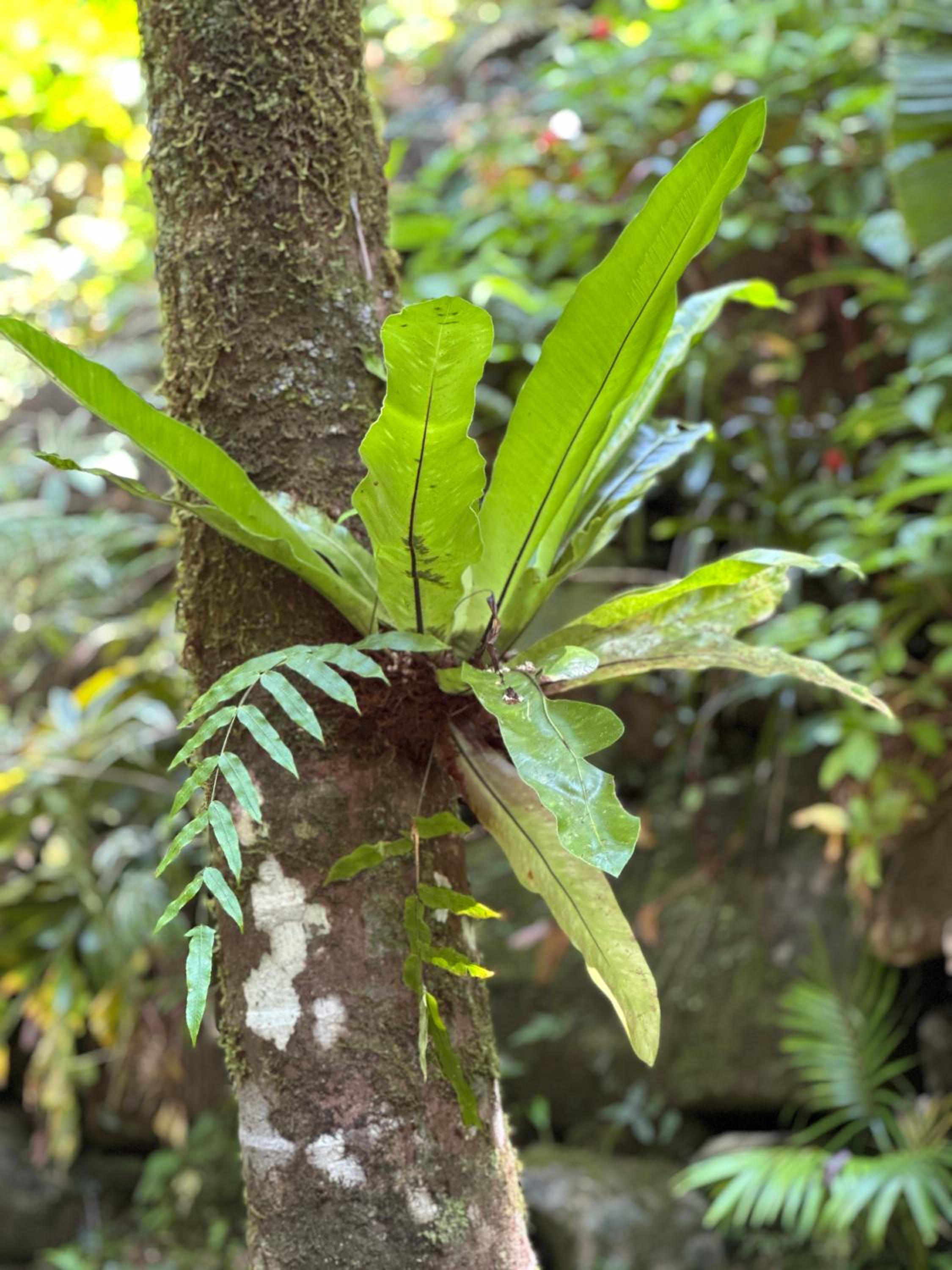 Daintree Secrets Rainforest Sanctuary