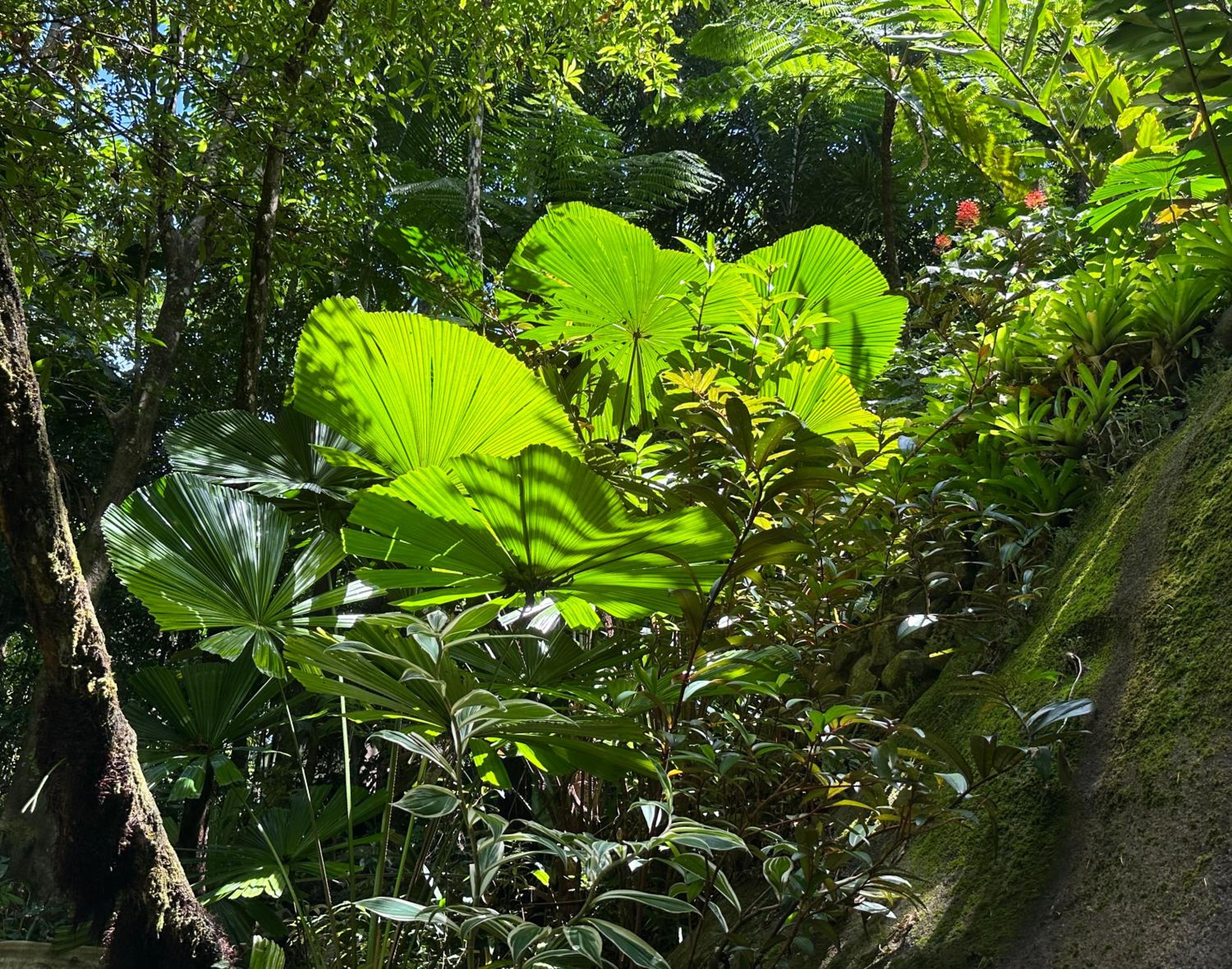 Daintree Secrets Rainforest Sanctuary