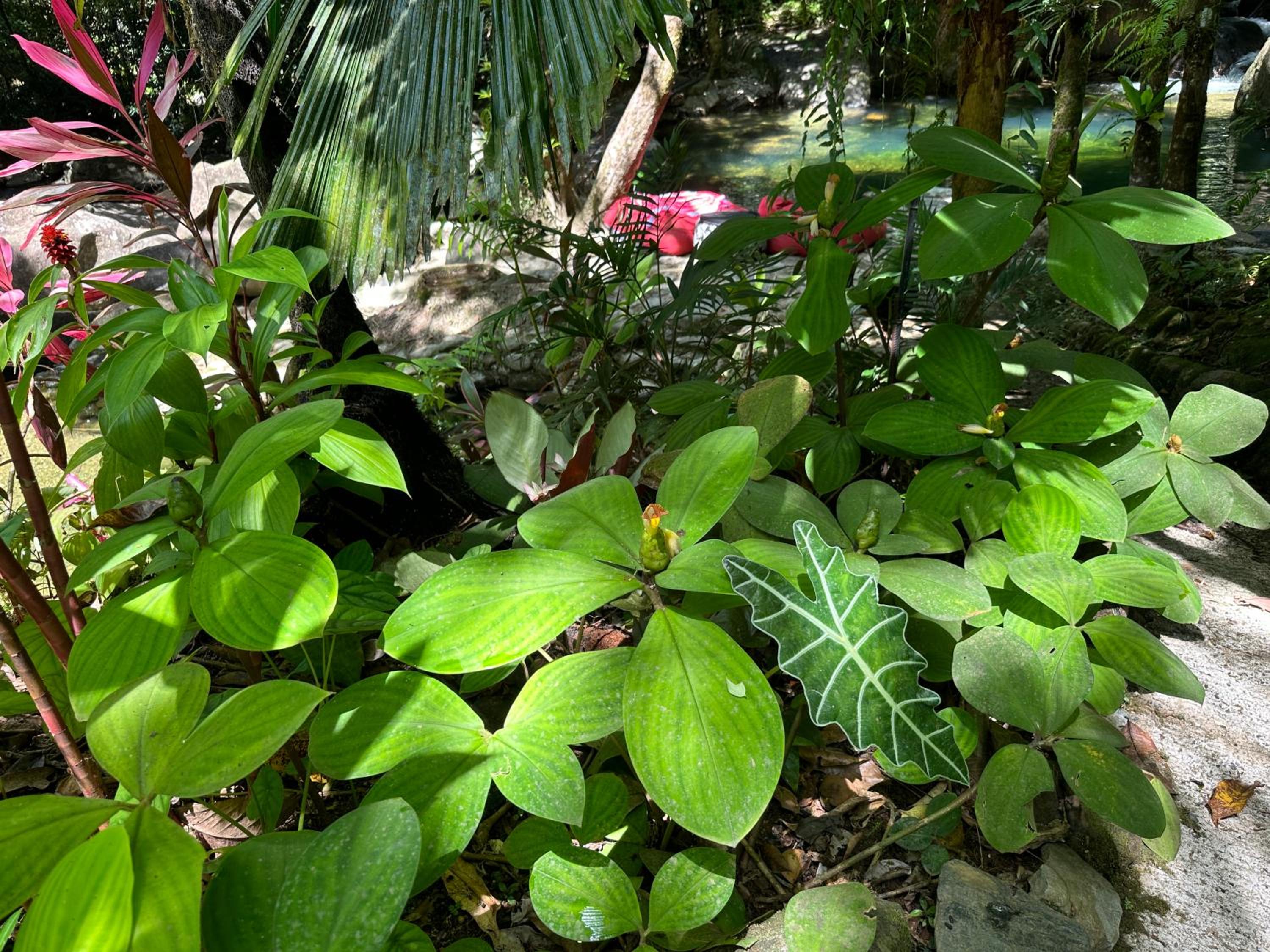 Daintree Secrets Rainforest Sanctuary