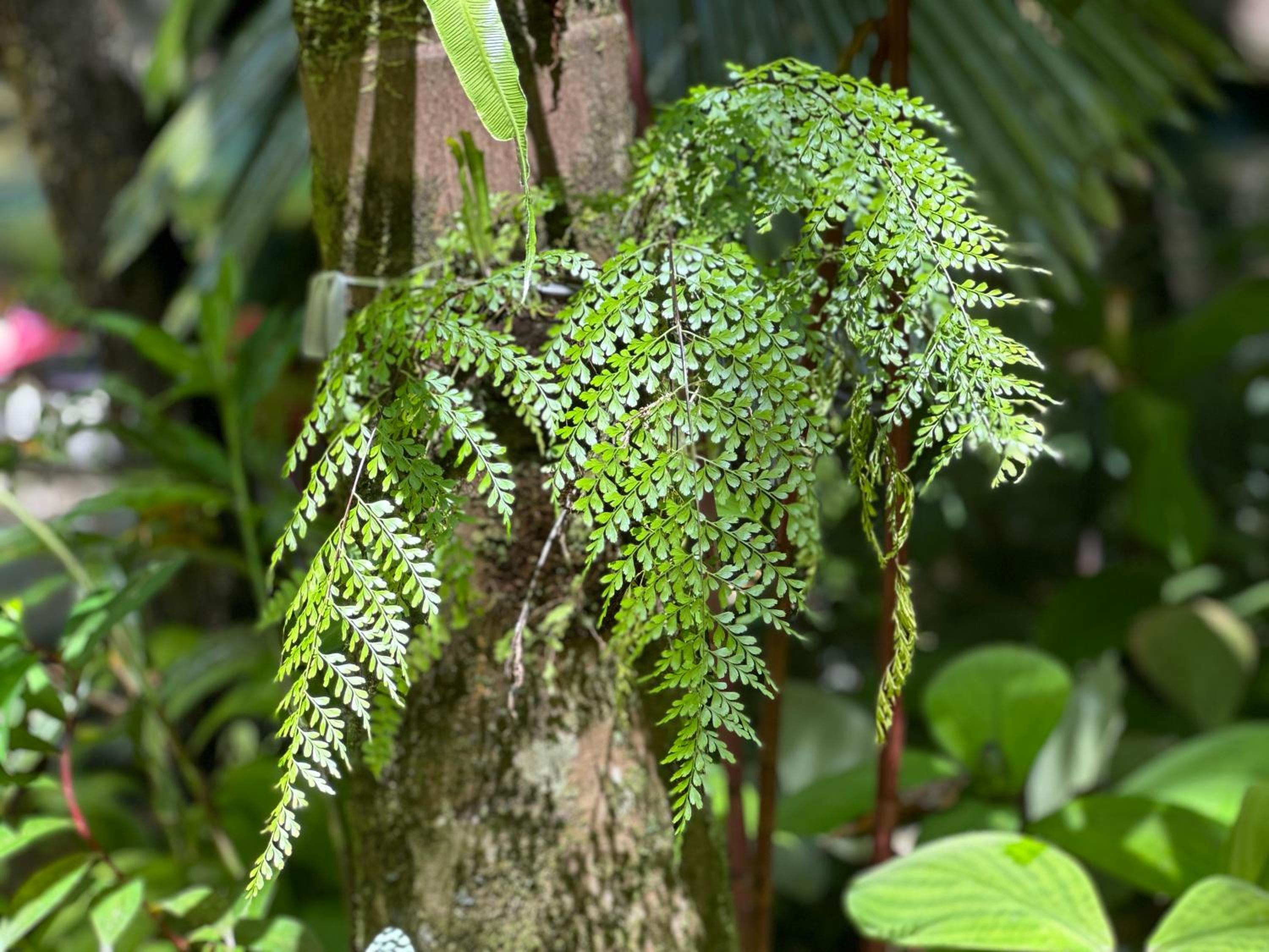 Daintree Secrets Rainforest Sanctuary