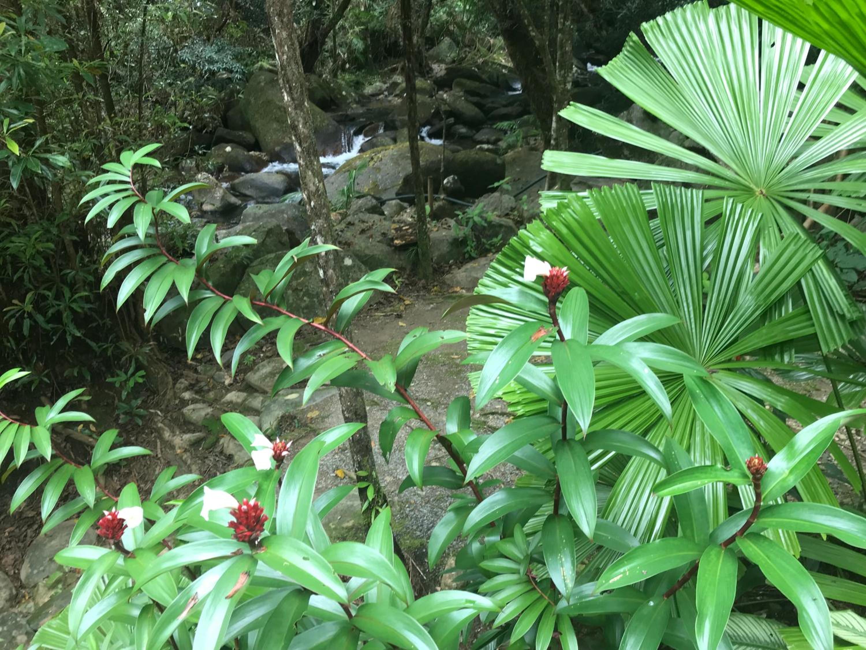 Daintree Secrets Rainforest Sanctuary