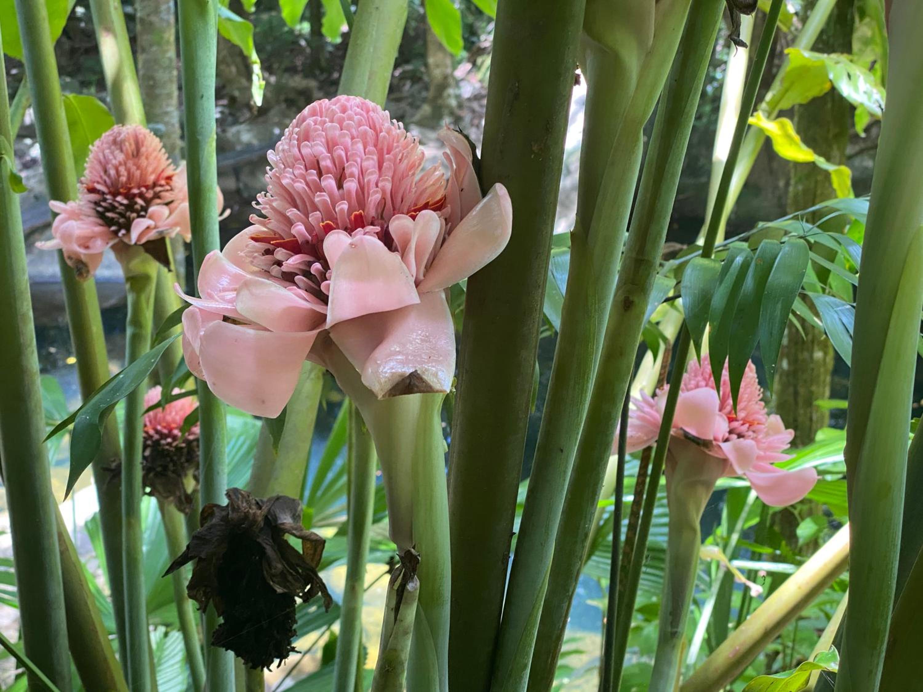 Daintree Secrets Rainforest Sanctuary