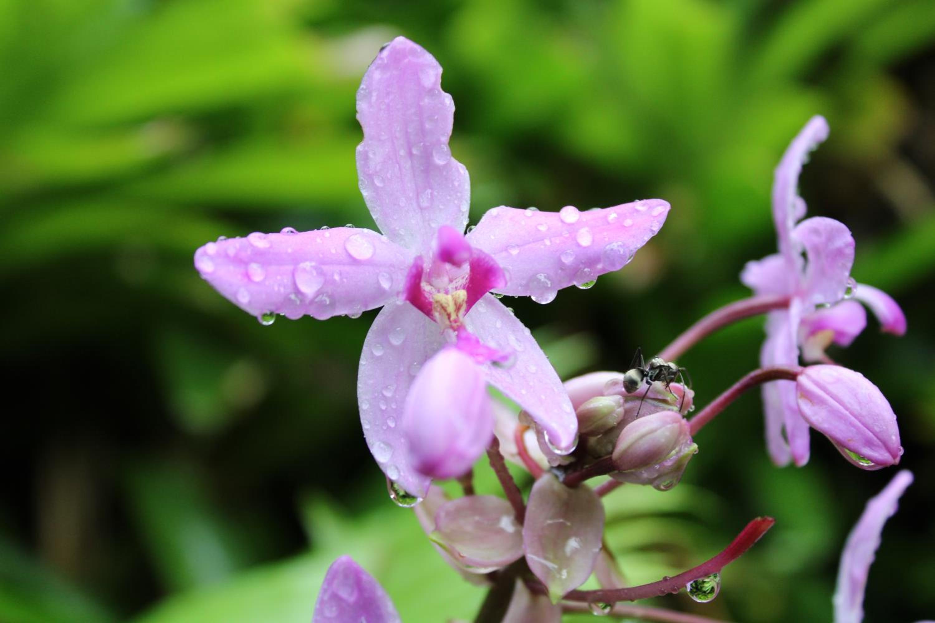 Daintree Secrets Rainforest Sanctuary
