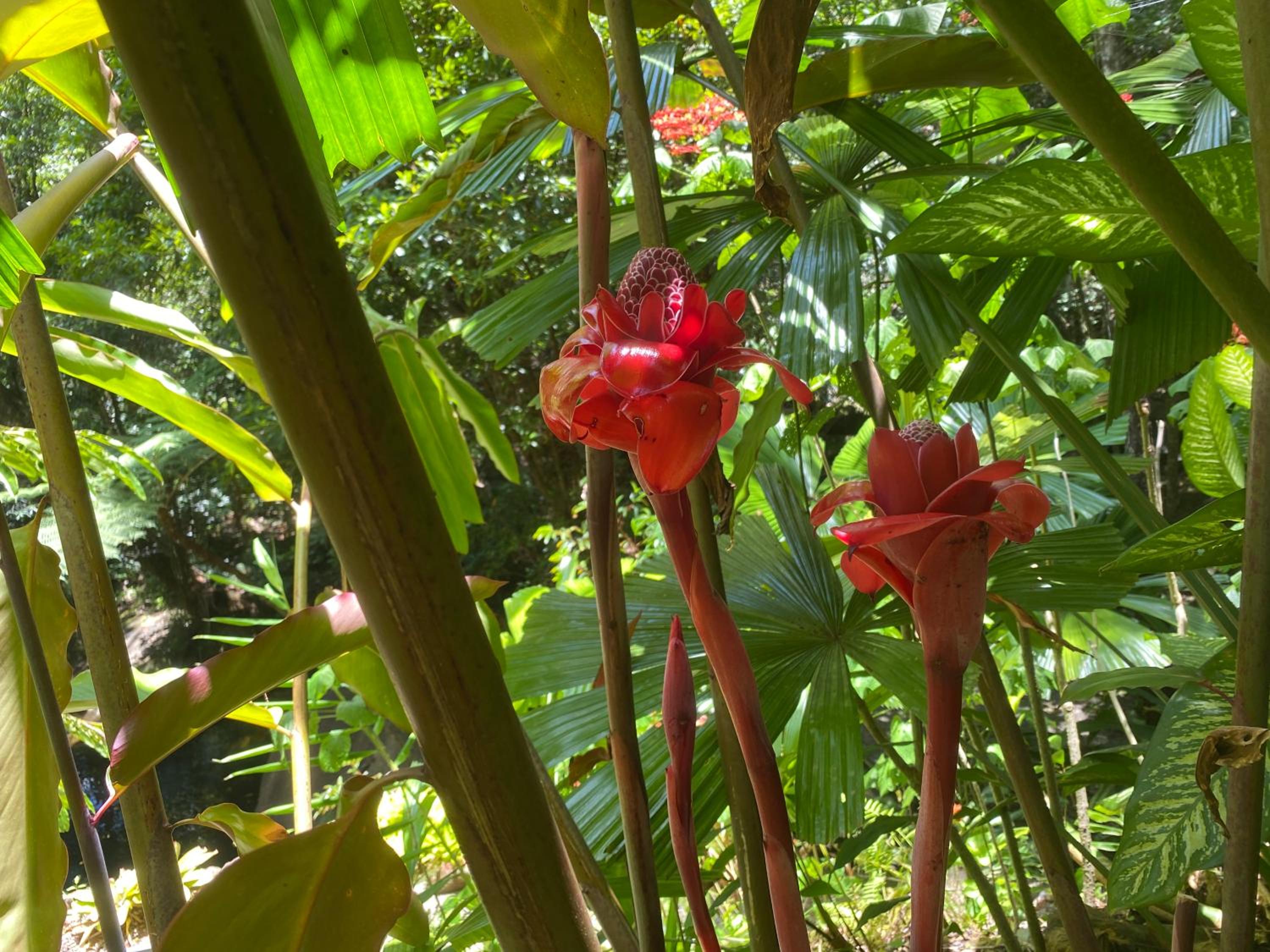 Daintree Secrets Rainforest Sanctuary