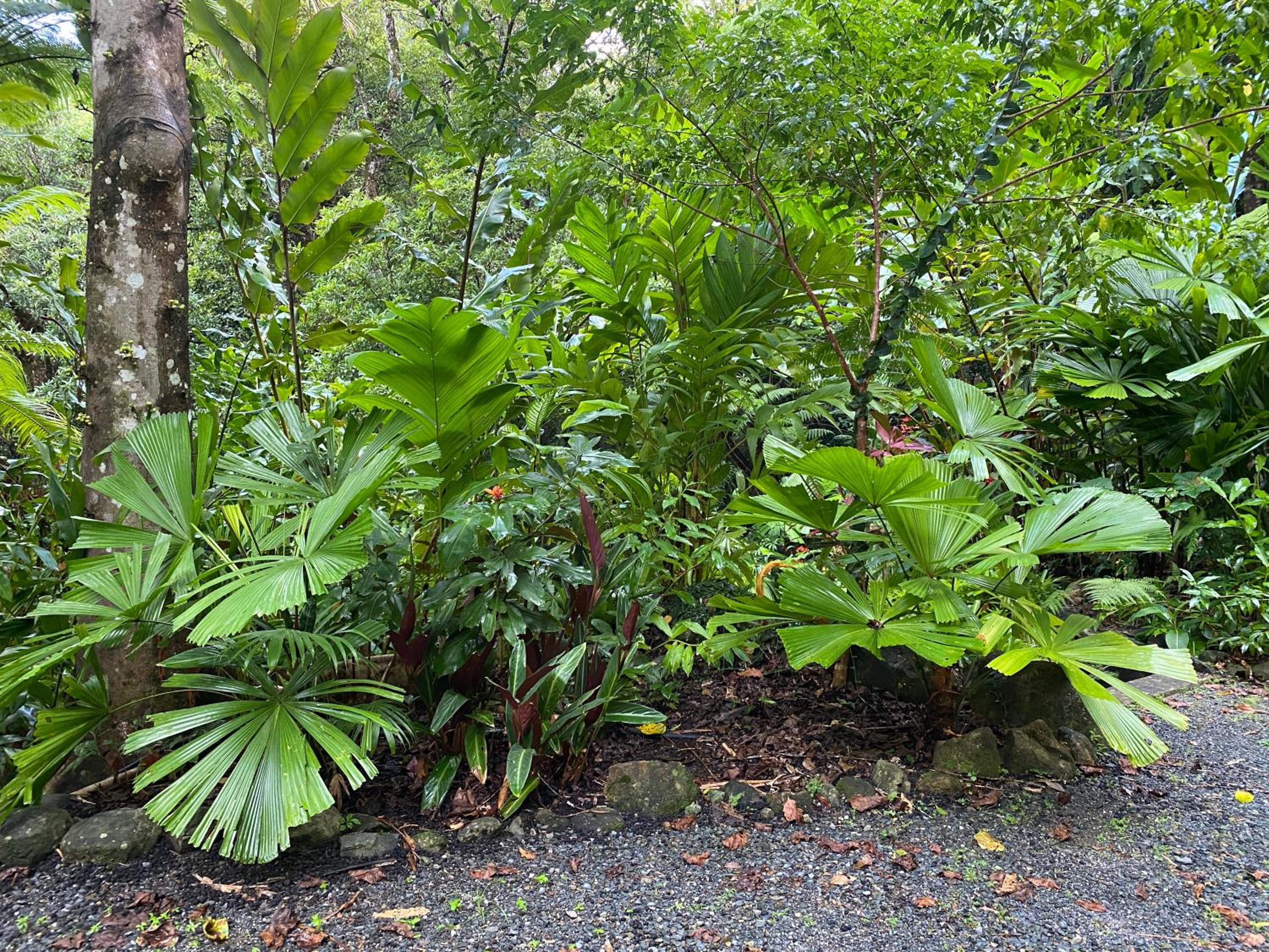 Daintree Secrets Rainforest Sanctuary