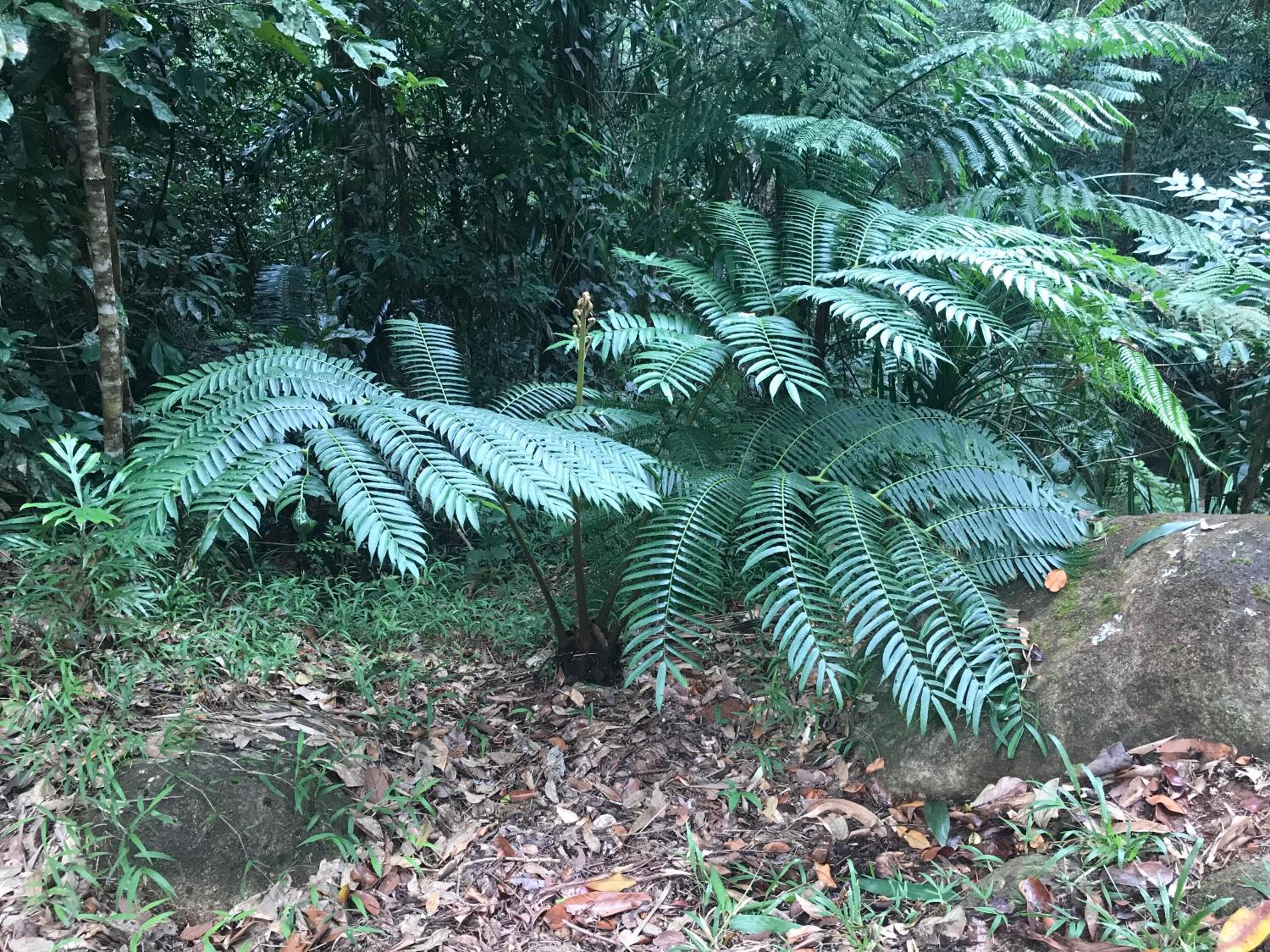 Daintree Secrets Rainforest Sanctuary