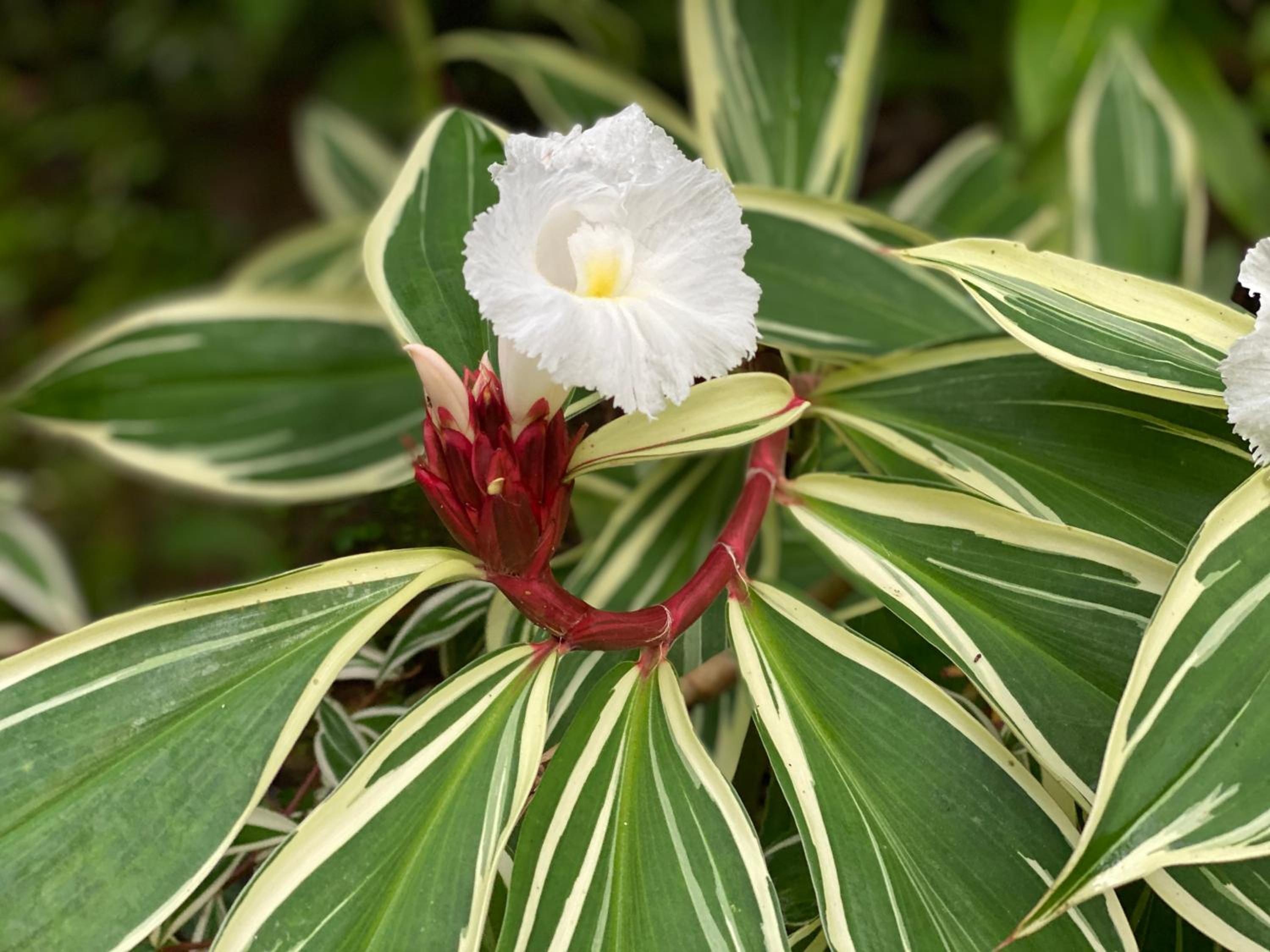Daintree Secrets Rainforest Sanctuary