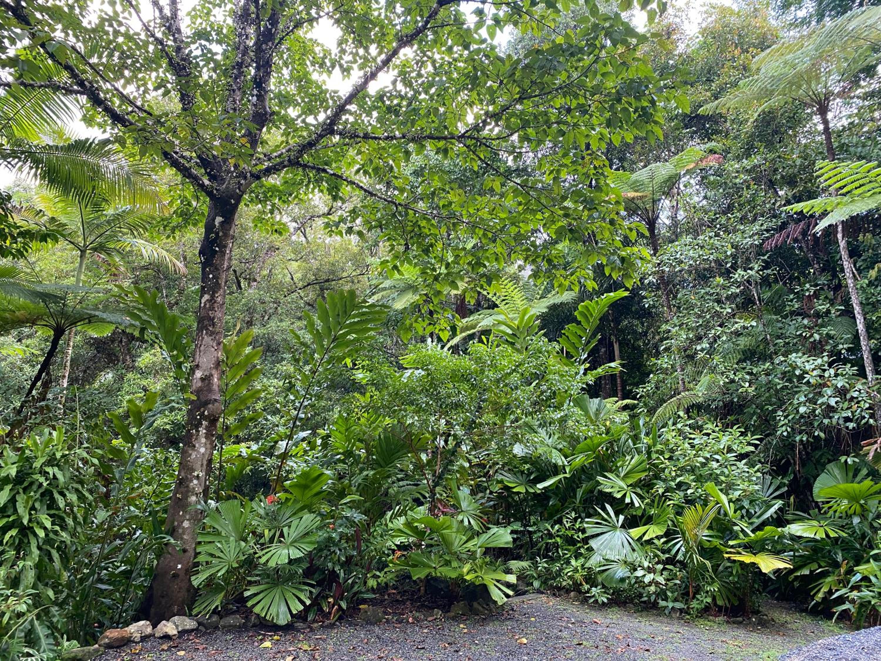 Daintree Secrets Rainforest Sanctuary