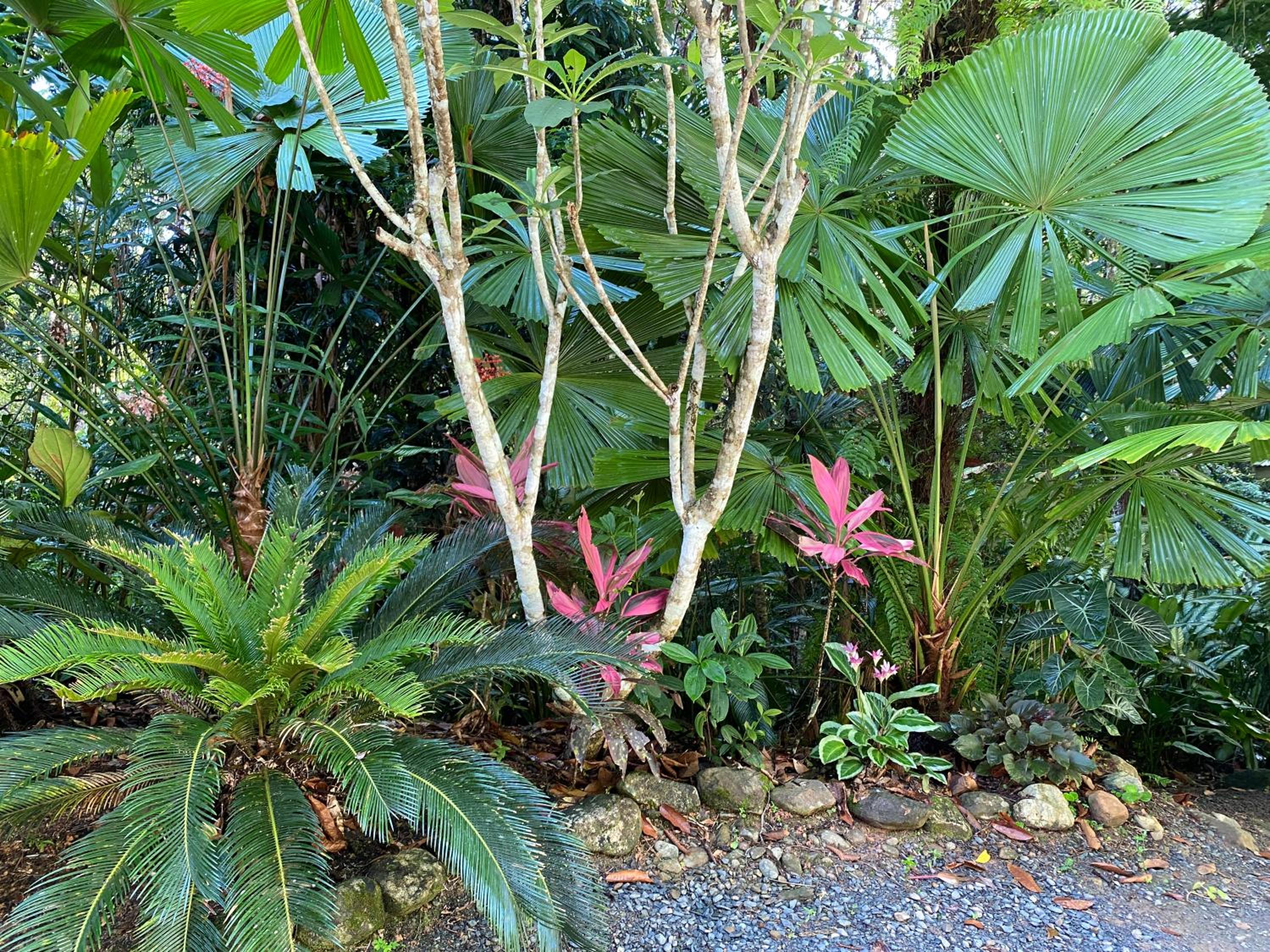 Daintree Secrets Rainforest Sanctuary