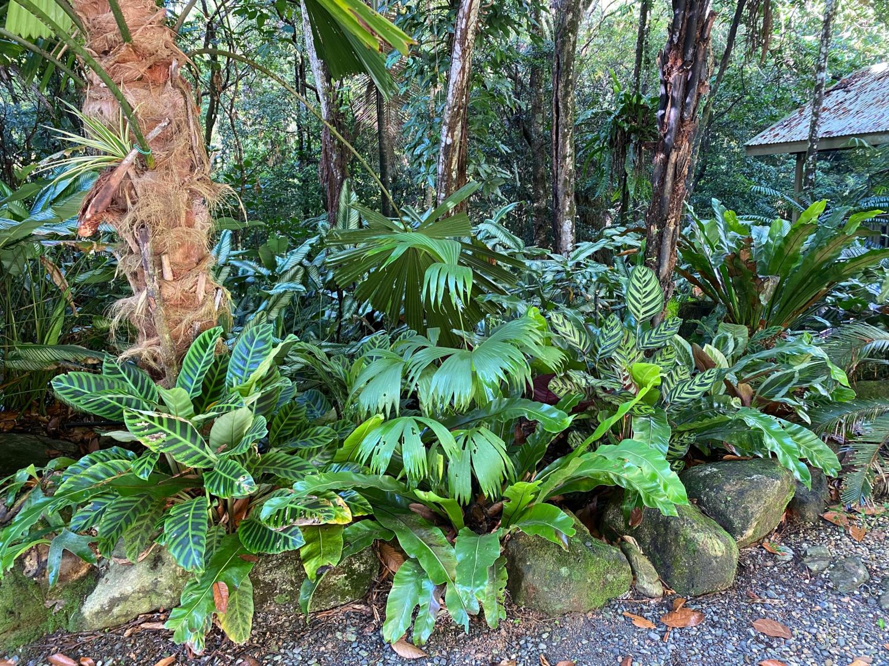 Daintree Secrets Rainforest Sanctuary