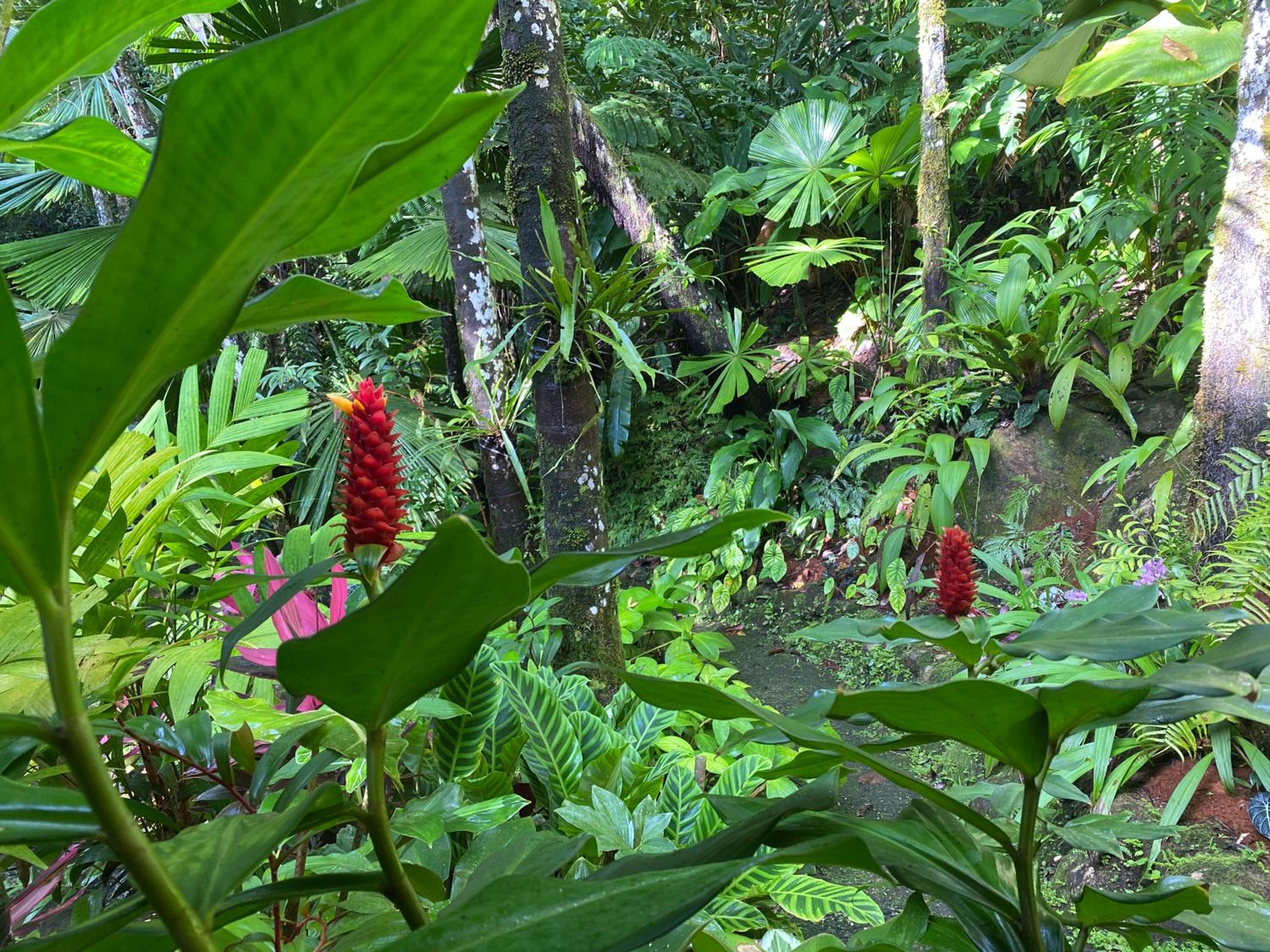 Daintree Secrets Rainforest Sanctuary