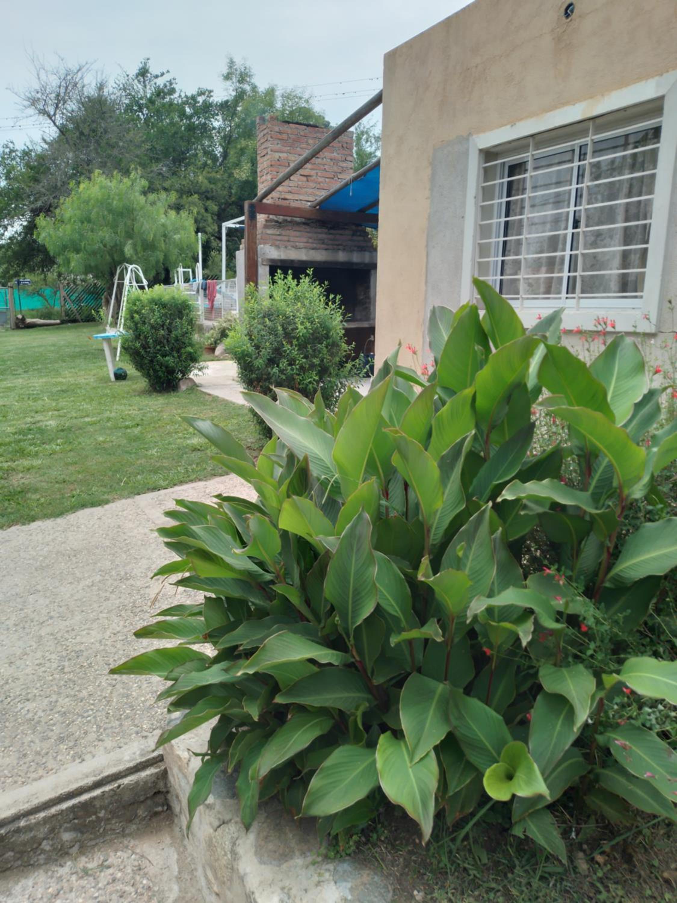 Los aromitos