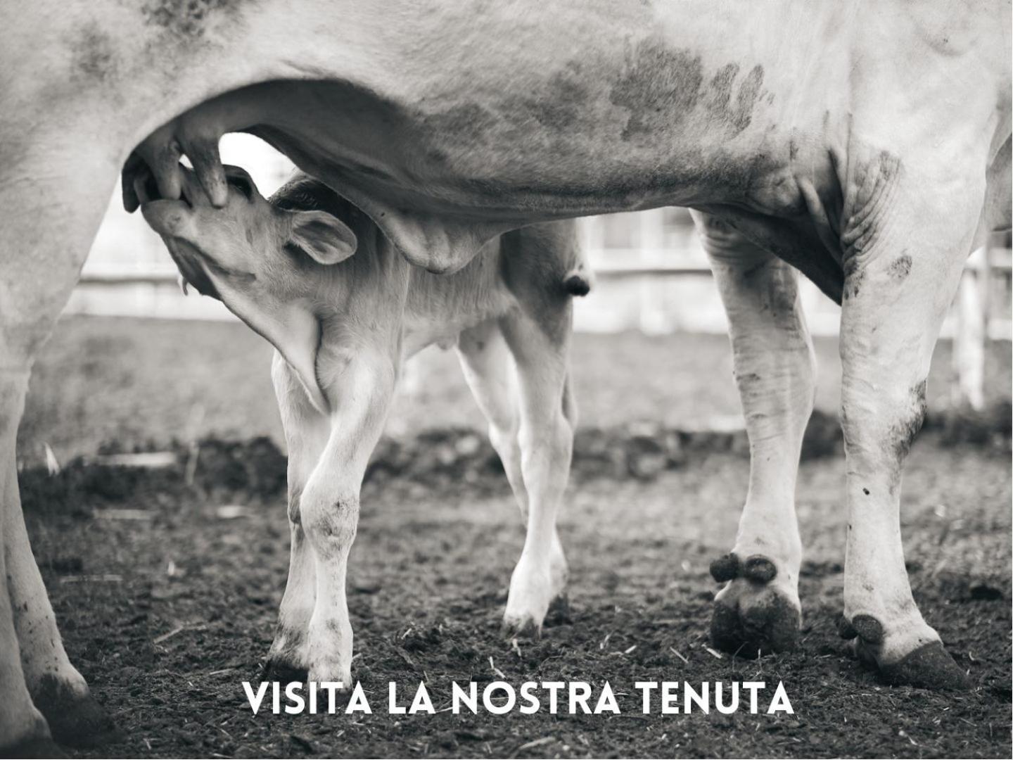 Ginestriccio