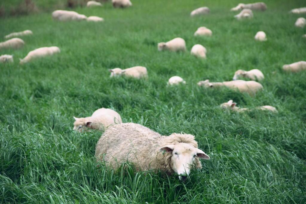 JillyPark Farmstay Experience Discover Authentic Farm Life Complimentary Breakfast Included