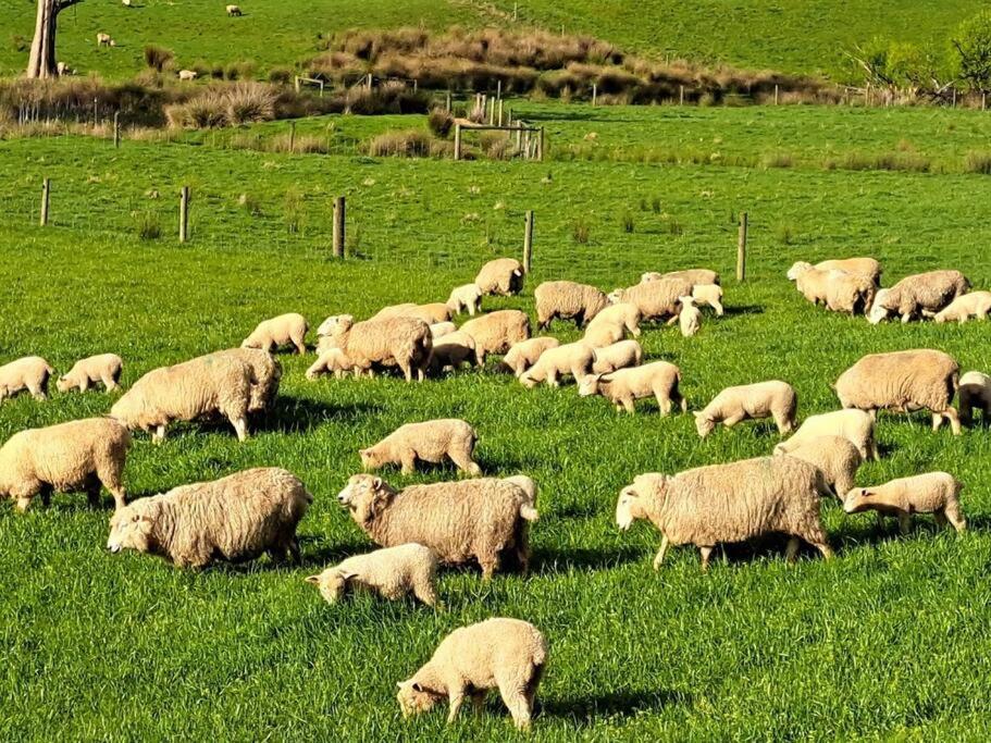 JillyPark Farmstay Experience Discover Authentic Farm Life Complimentary Breakfast Included