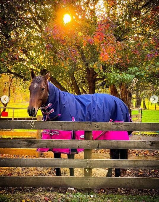 JillyPark Farmstay Experience Discover Authentic Farm Life Complimentary Breakfast Included