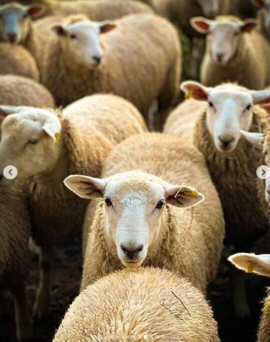 JillyPark Farmstay Experience Discover Authentic Farm Life Complimentary Breakfast Included