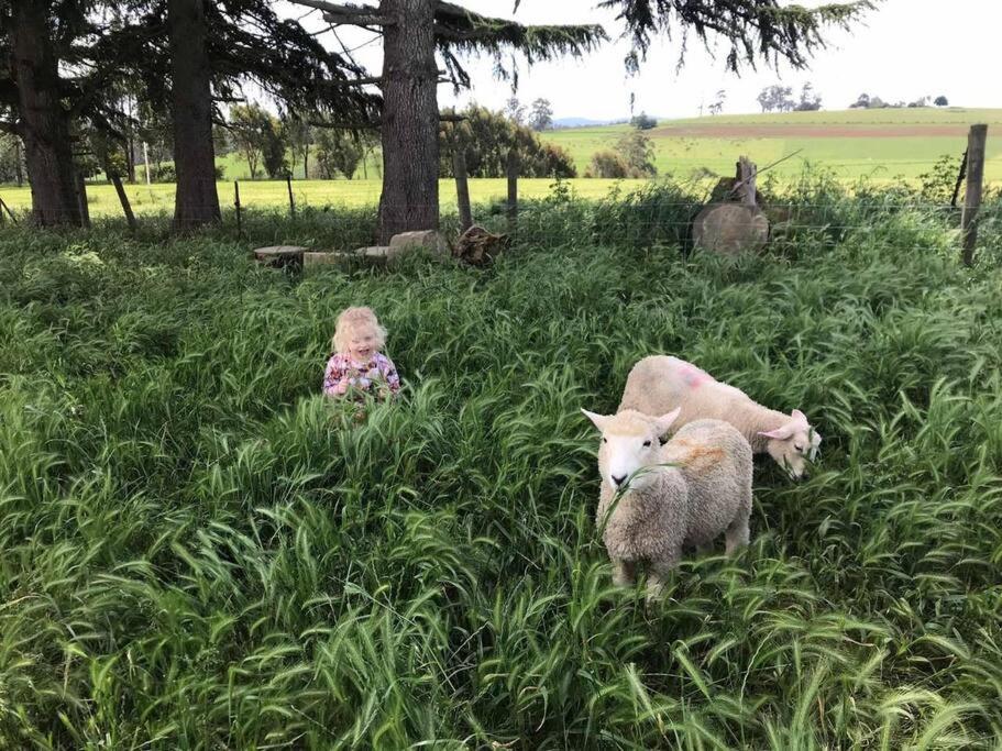 JillyPark Farmstay Experience Discover Authentic Farm Life Complimentary Breakfast Included