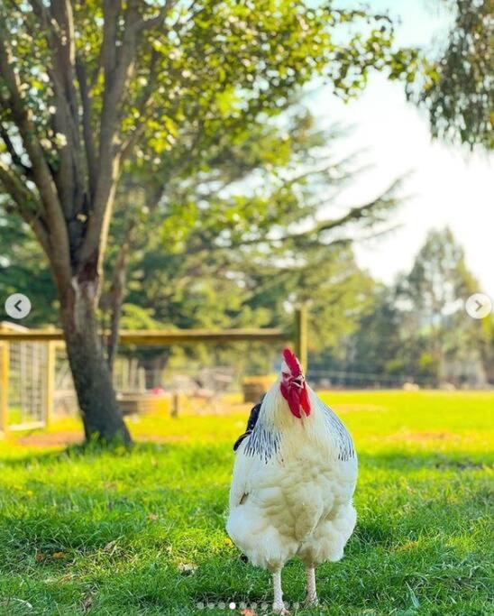 JillyPark Farmstay Experience Discover Authentic Farm Life Complimentary Breakfast Included
