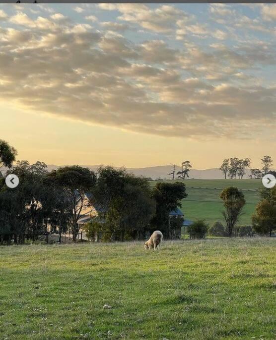 JillyPark Farmstay Experience Discover Authentic Farm Life Complimentary Breakfast Included