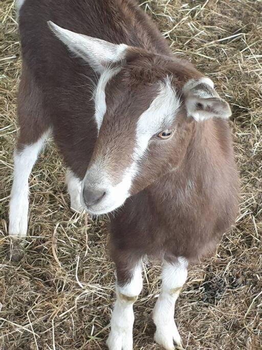 JillyPark Farmstay Experience Discover Authentic Farm Life Complimentary Breakfast Included