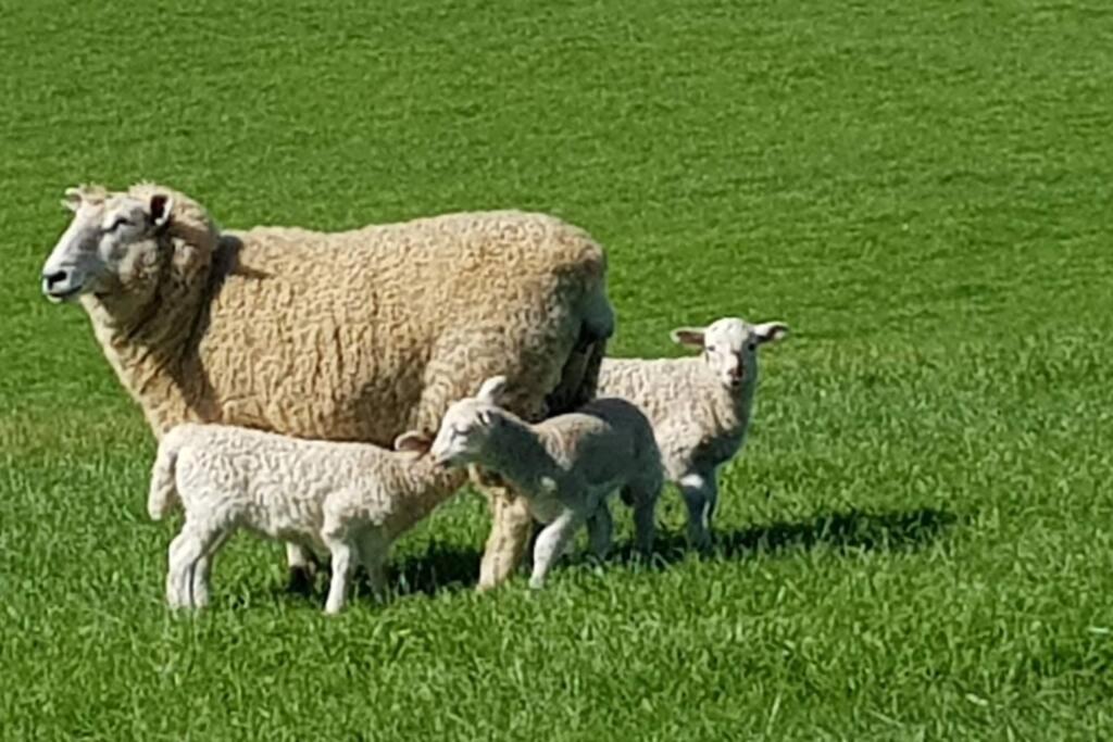 JillyPark Farmstay Experience Discover Authentic Farm Life Complimentary Breakfast Included