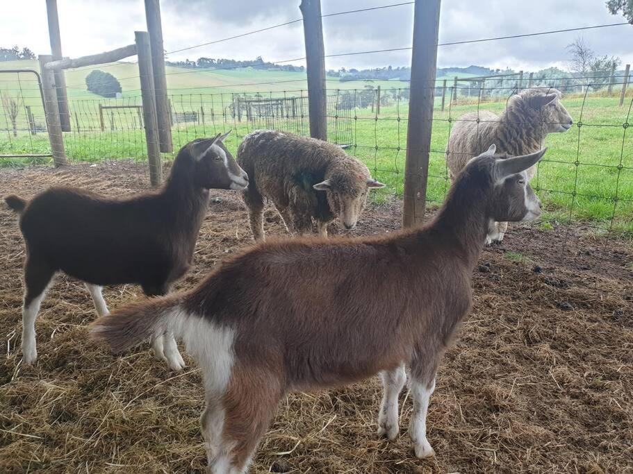 JillyPark Farmstay Experience Discover Authentic Farm Life Complimentary Breakfast Included