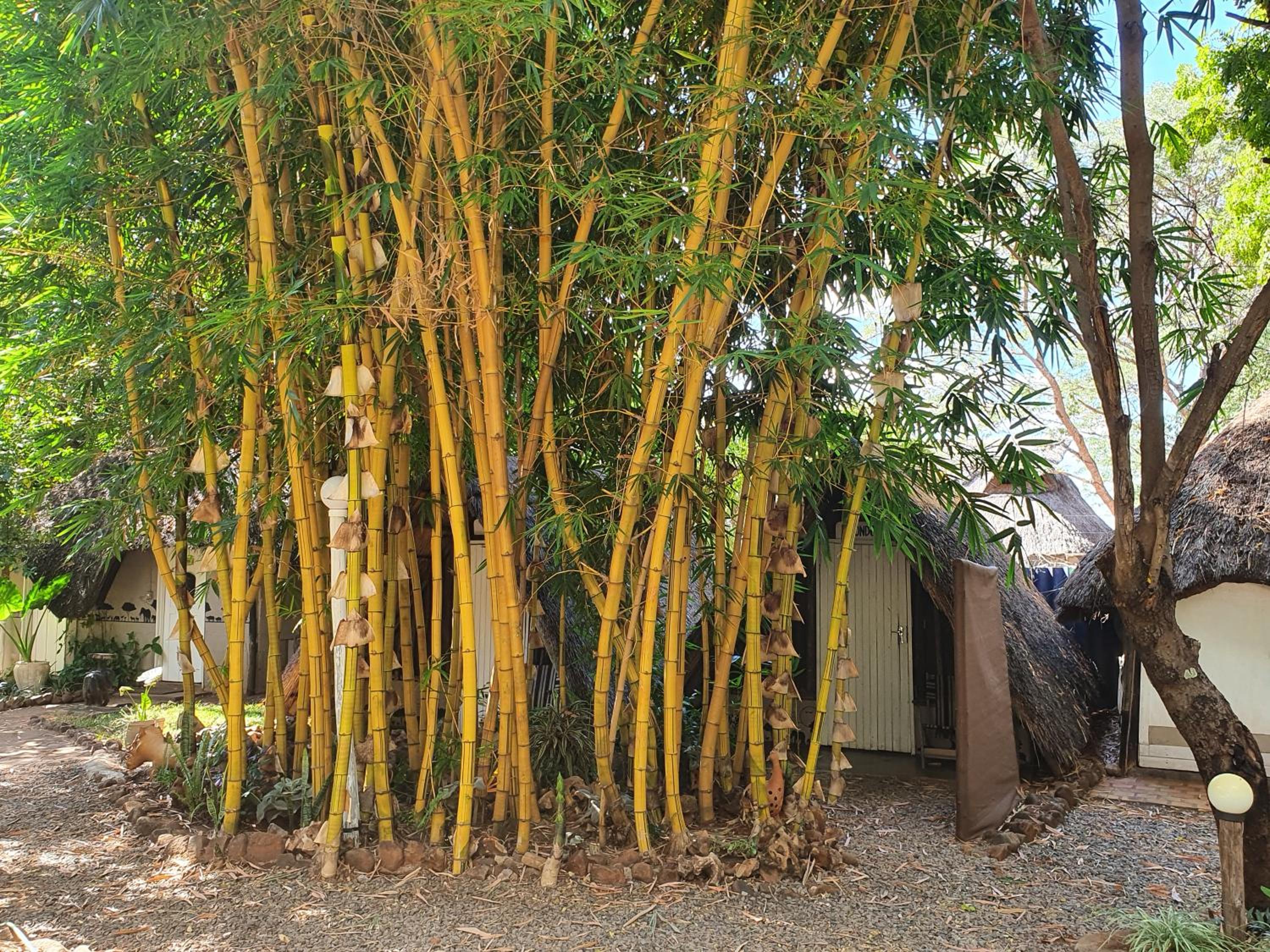 Victoria Falls Backpackers Lodge