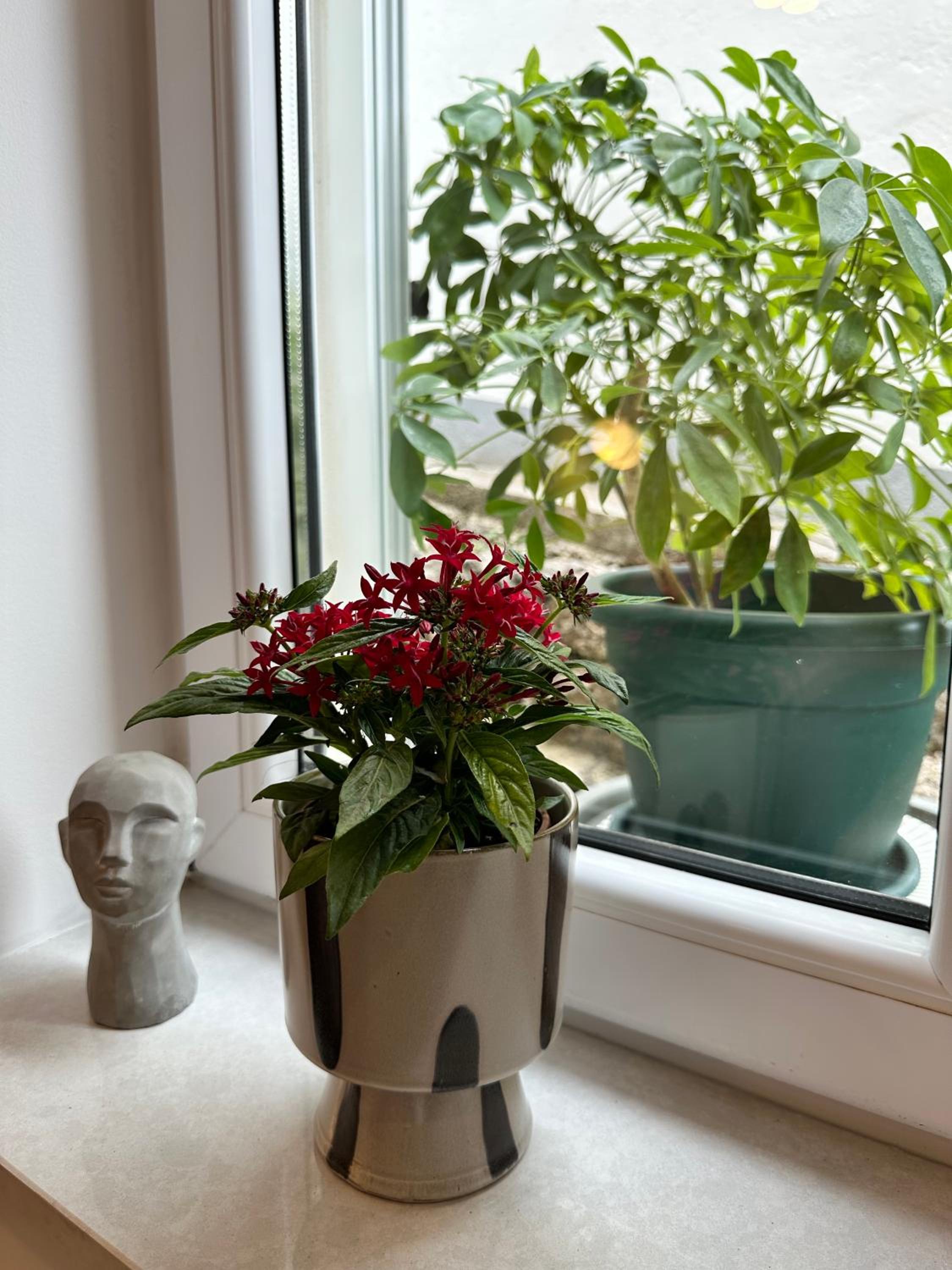 Olive View Apartment Brela - pet friendly photo 3