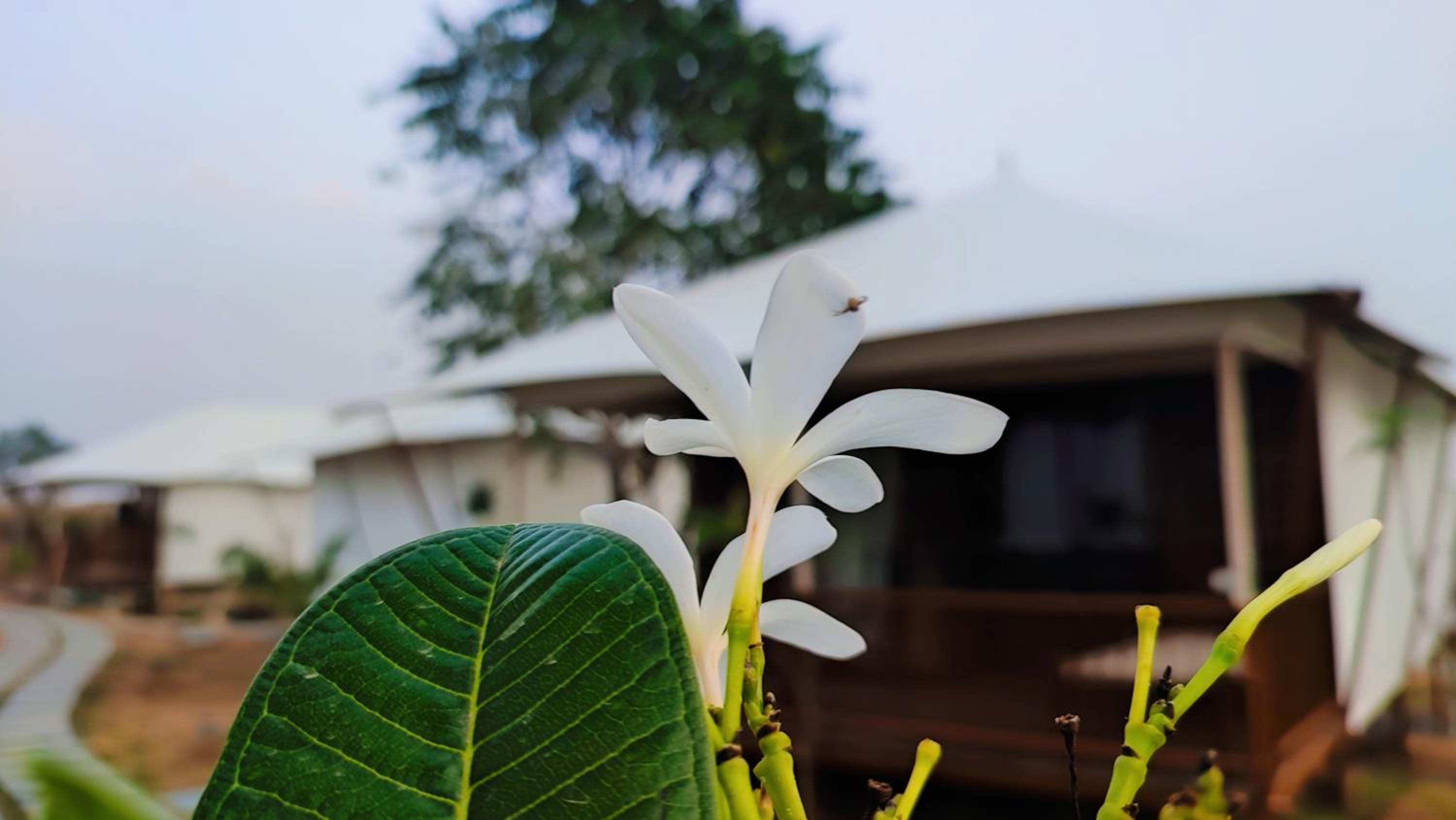 Luxe Stayz Signature Pushkar