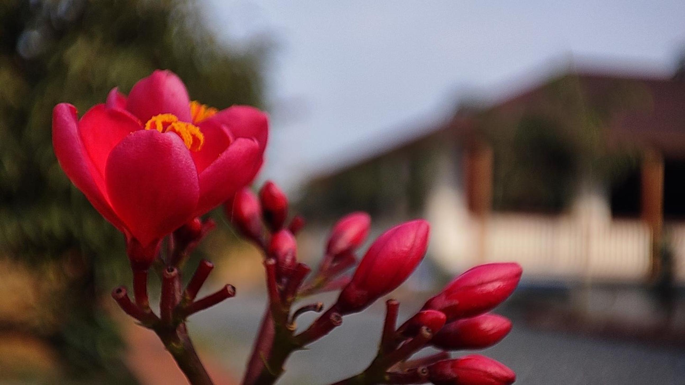 Luxe Stayz Signature Pushkar