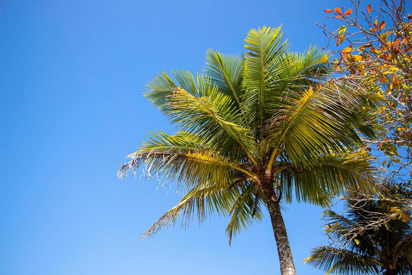 AP em frente à praia em Ubatuba: Perequê Açu.