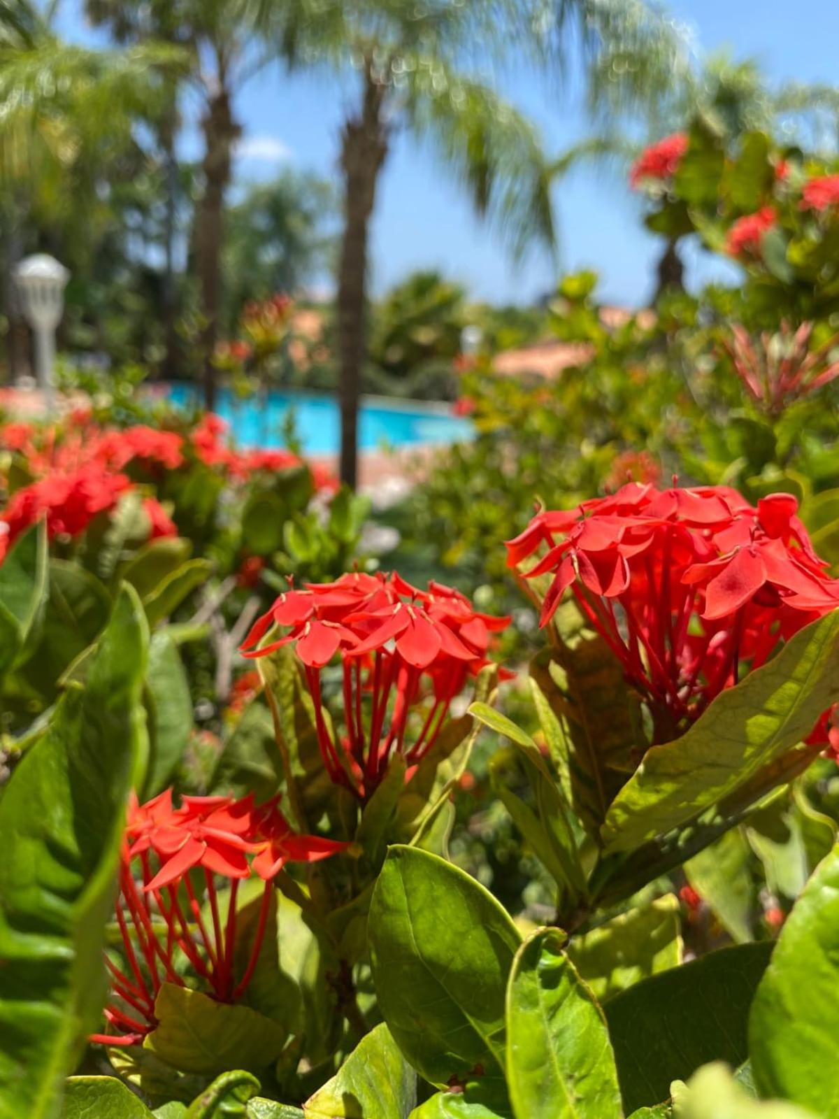 Abondante Paradise
