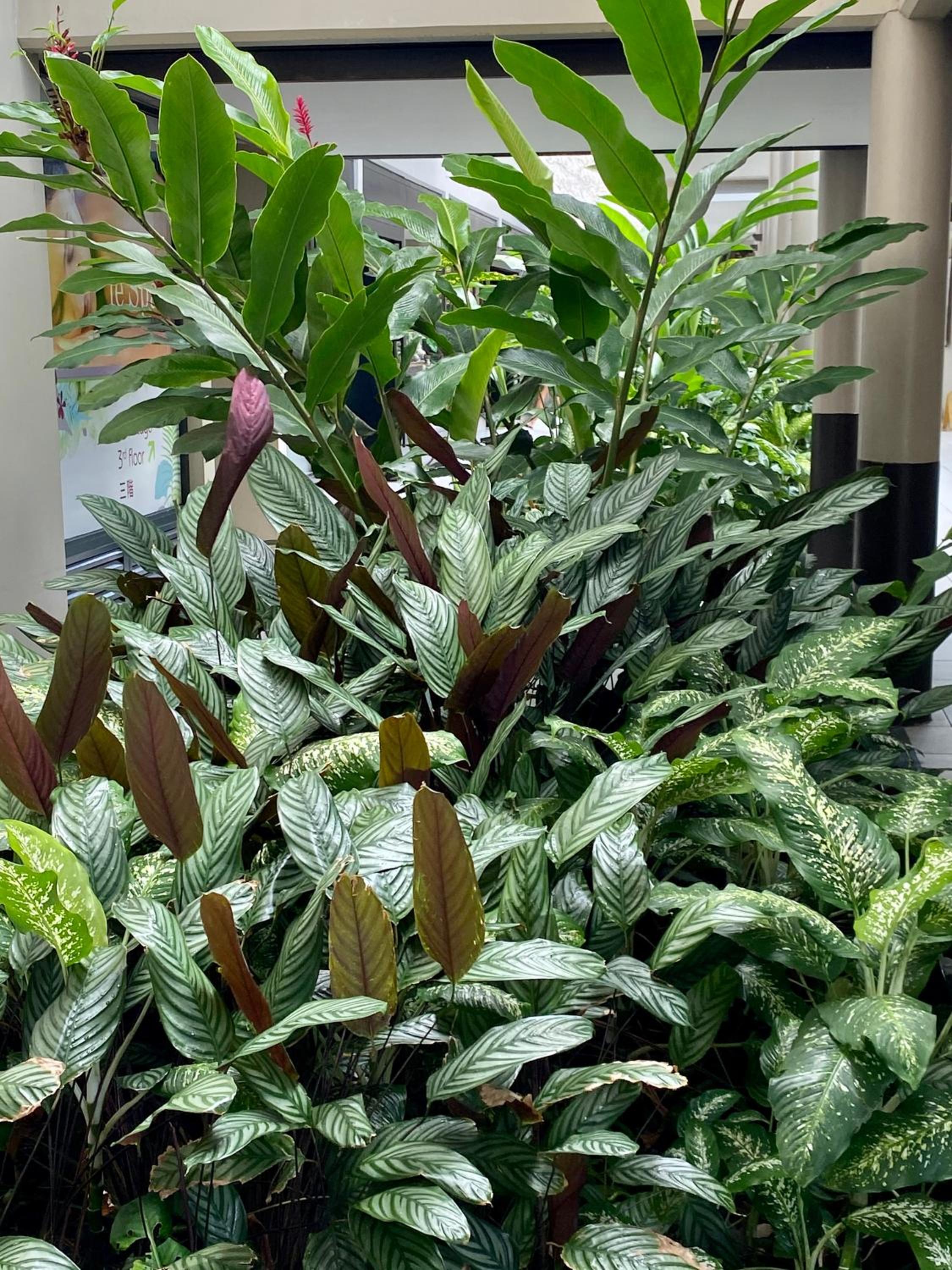 Iaorana Tahiti