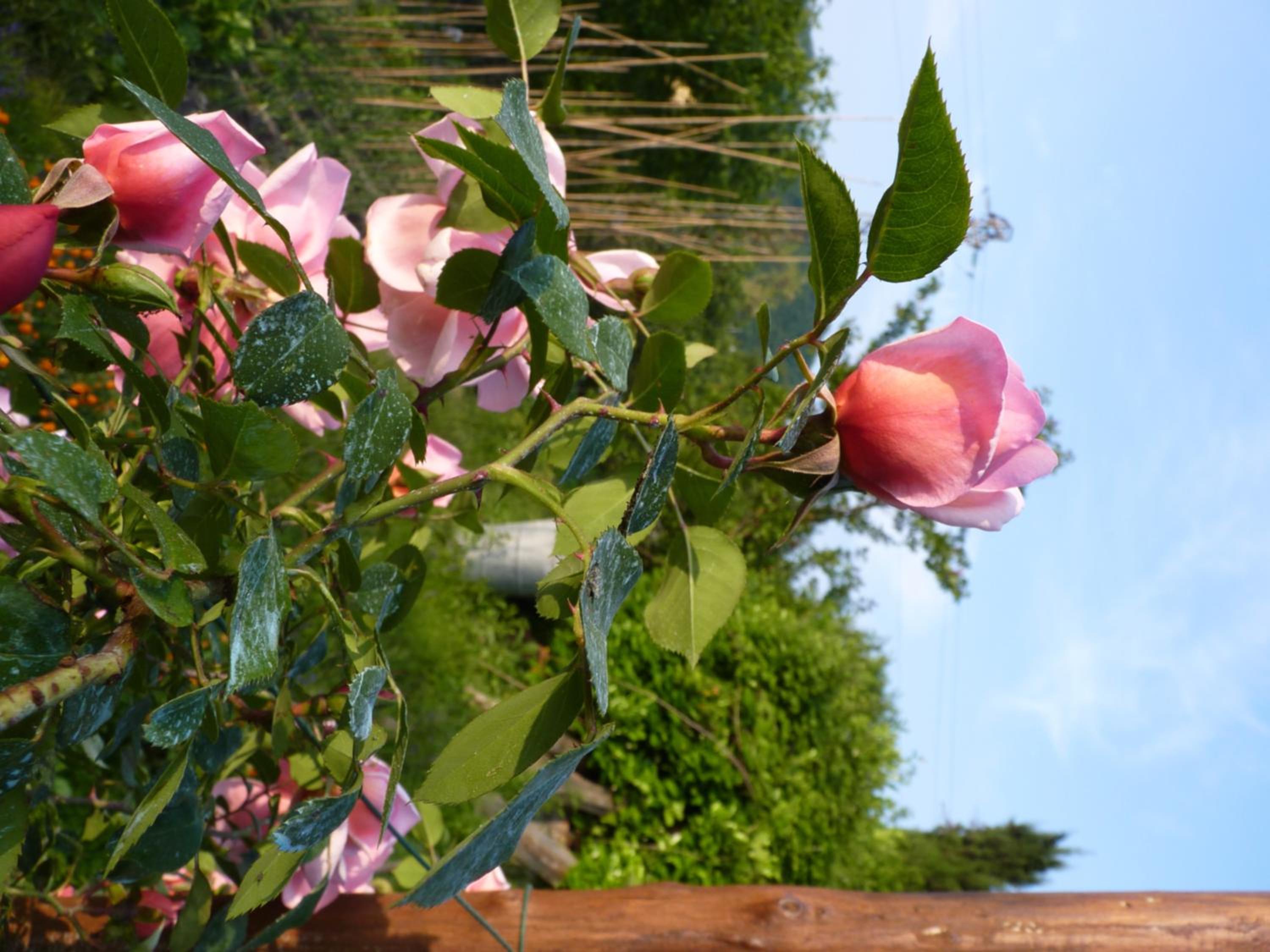 Photo 40