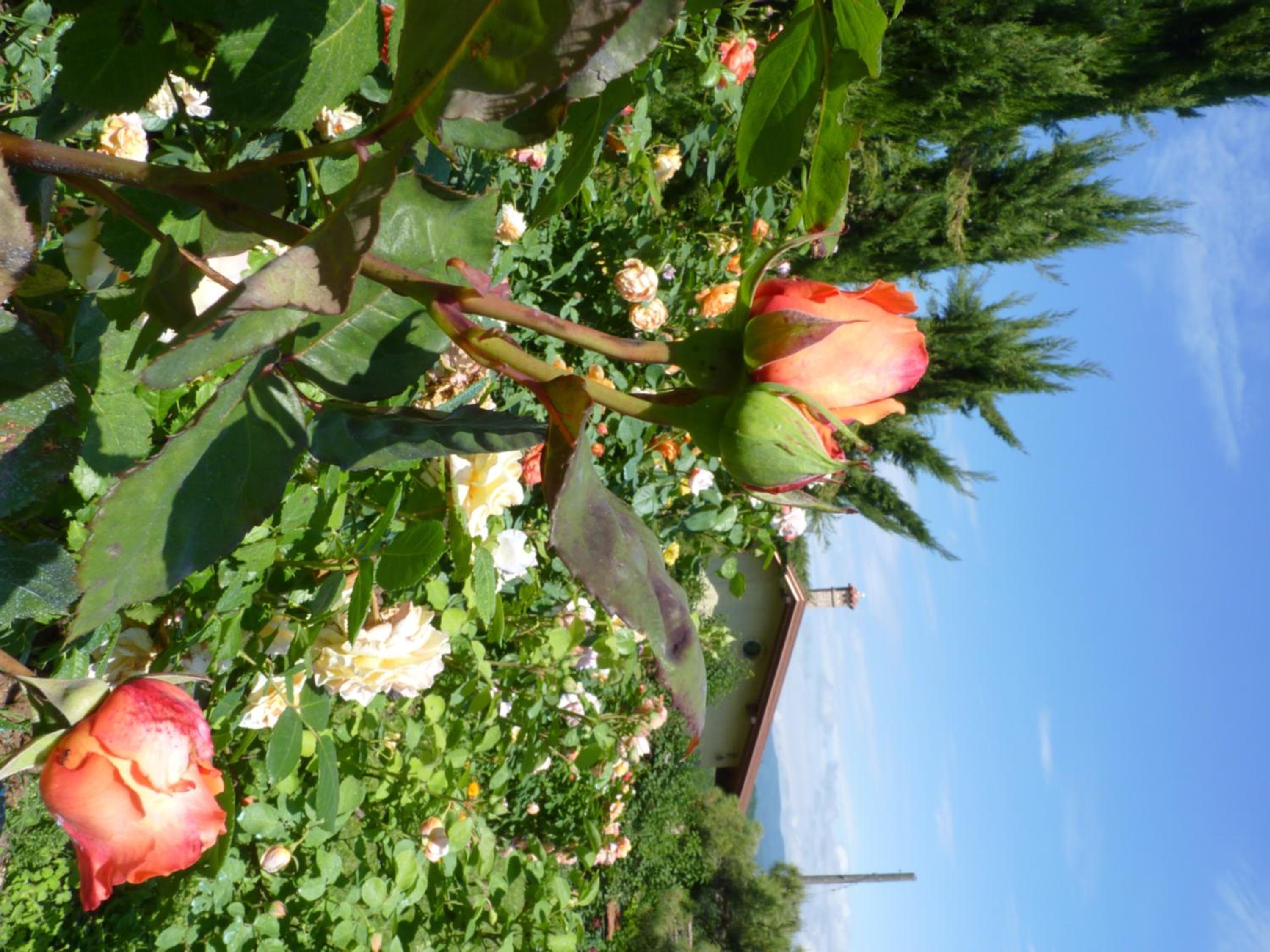 B&B The Roses Garden view 2