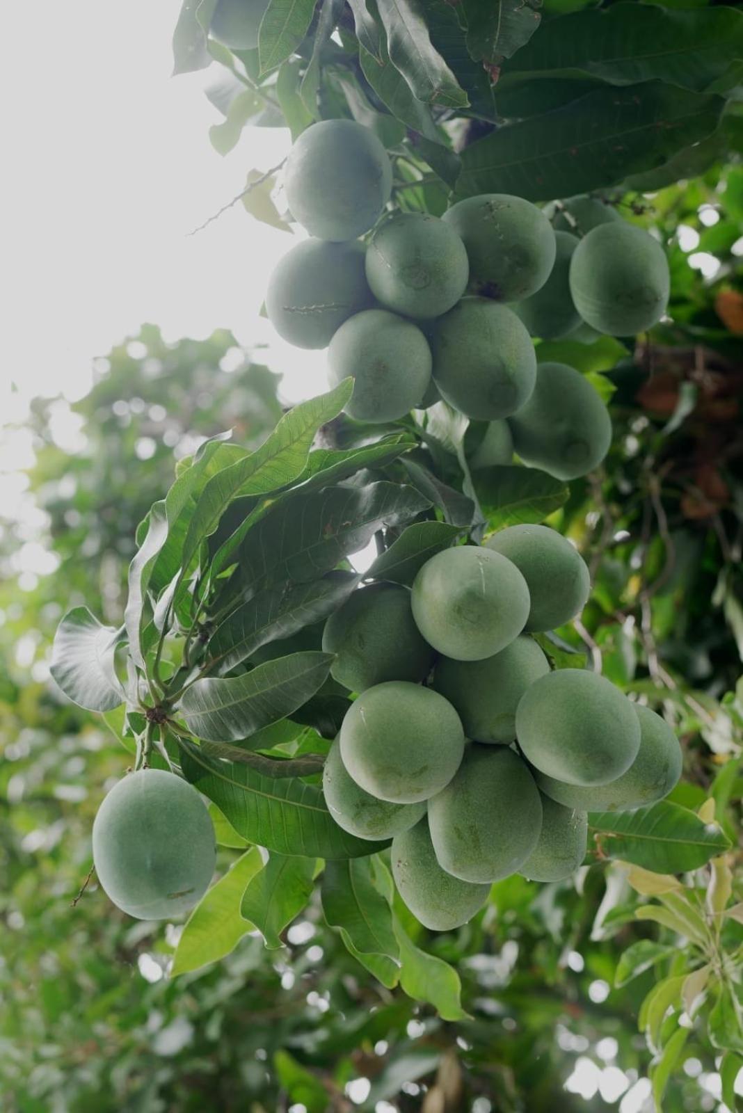 Mangoforest Bali