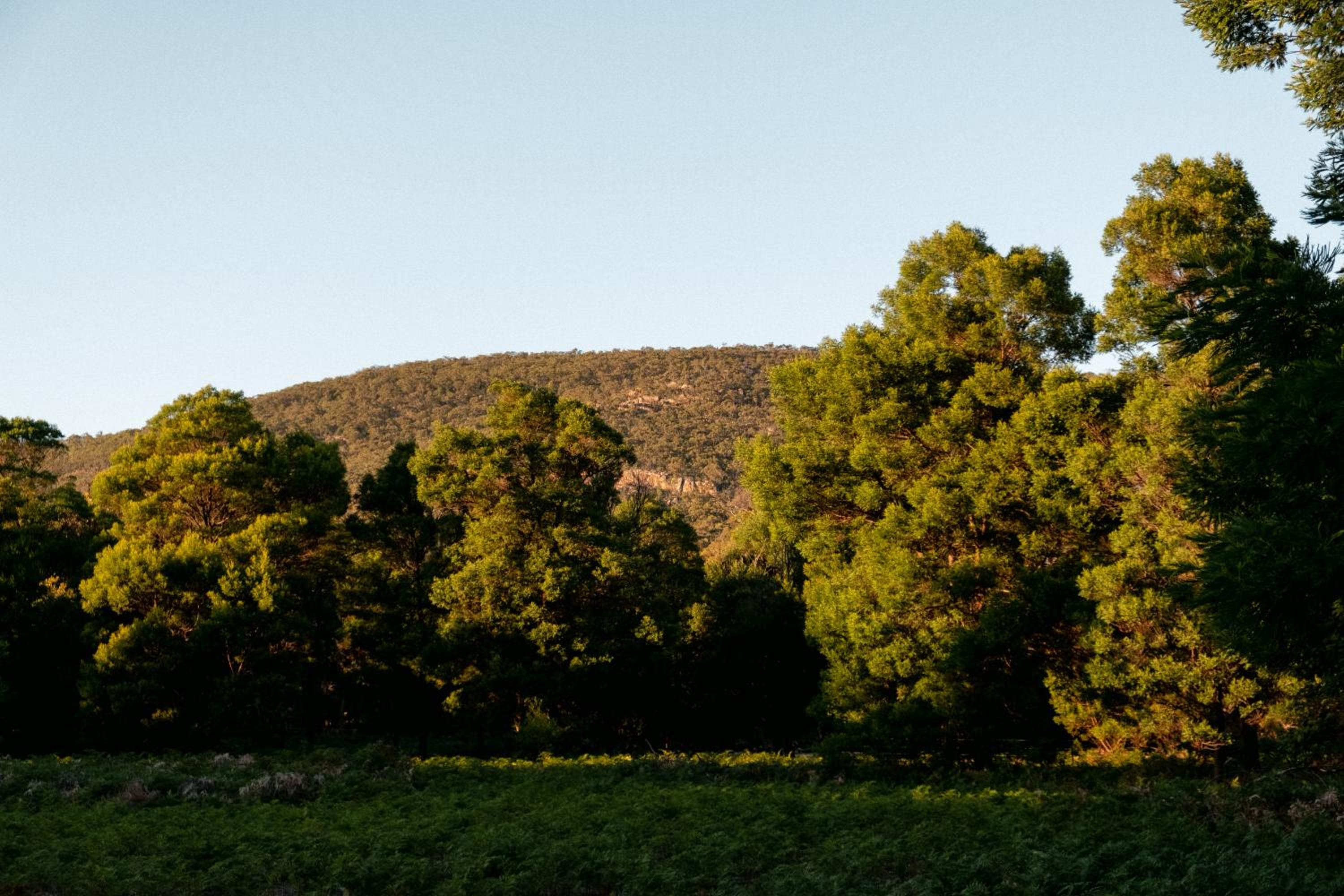 Wild Life Cabin 2 - Grampians