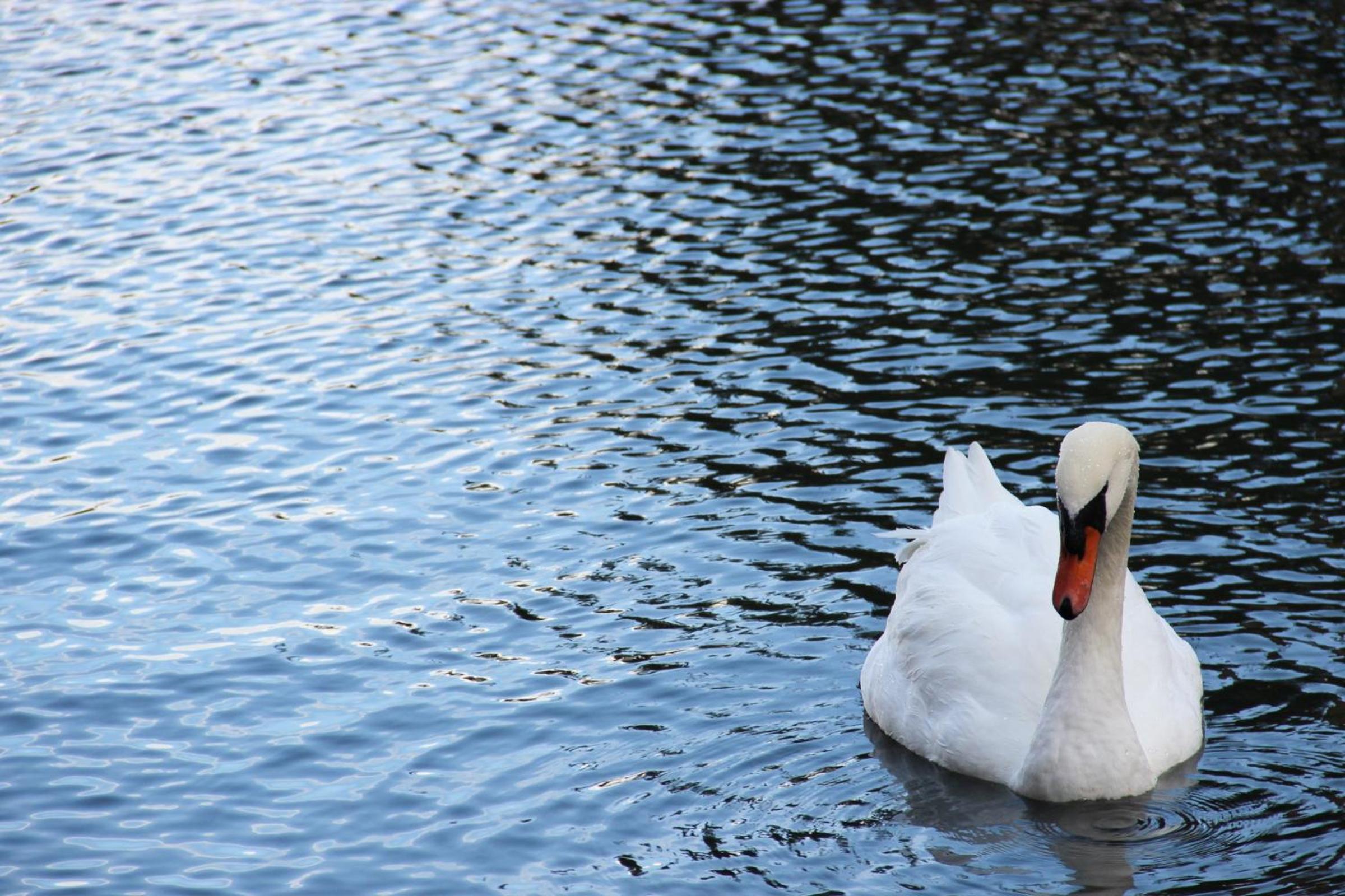 Reflections At The Lake view 3