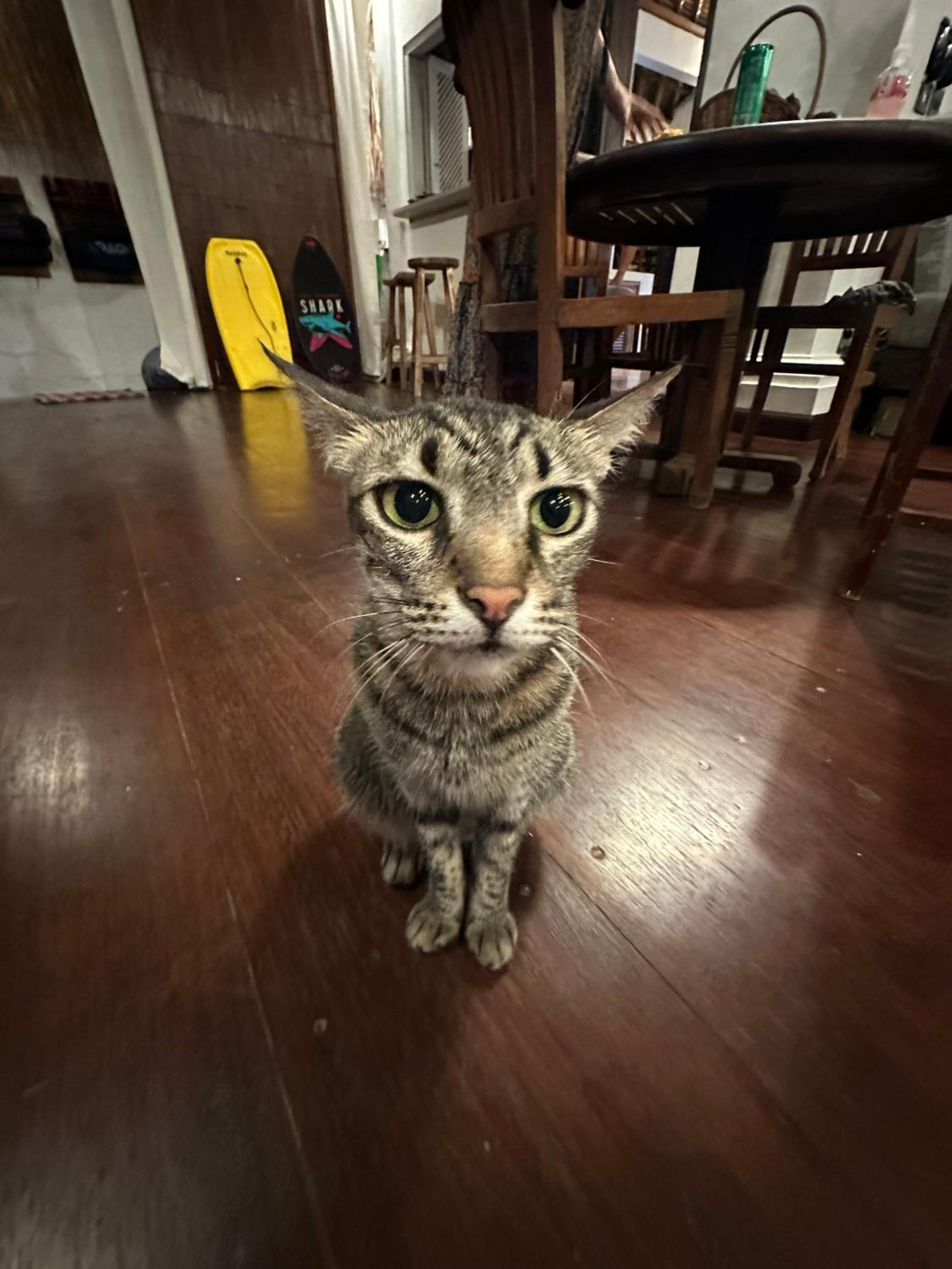 human