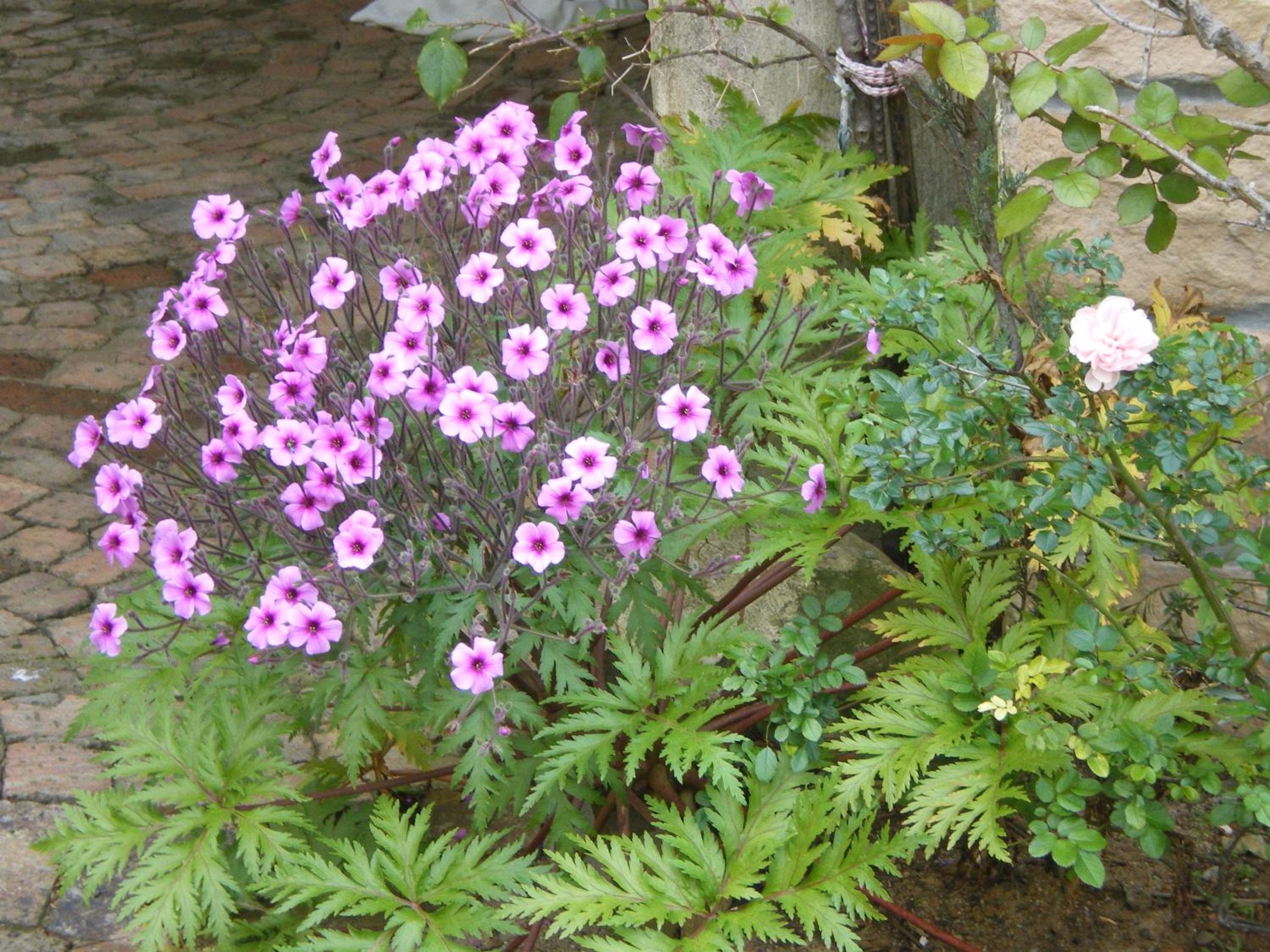 Photo 37