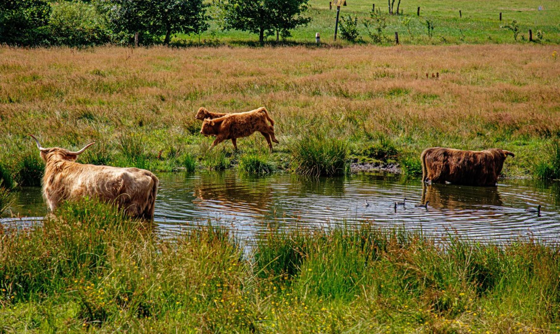 Brunninkhuizerbeek