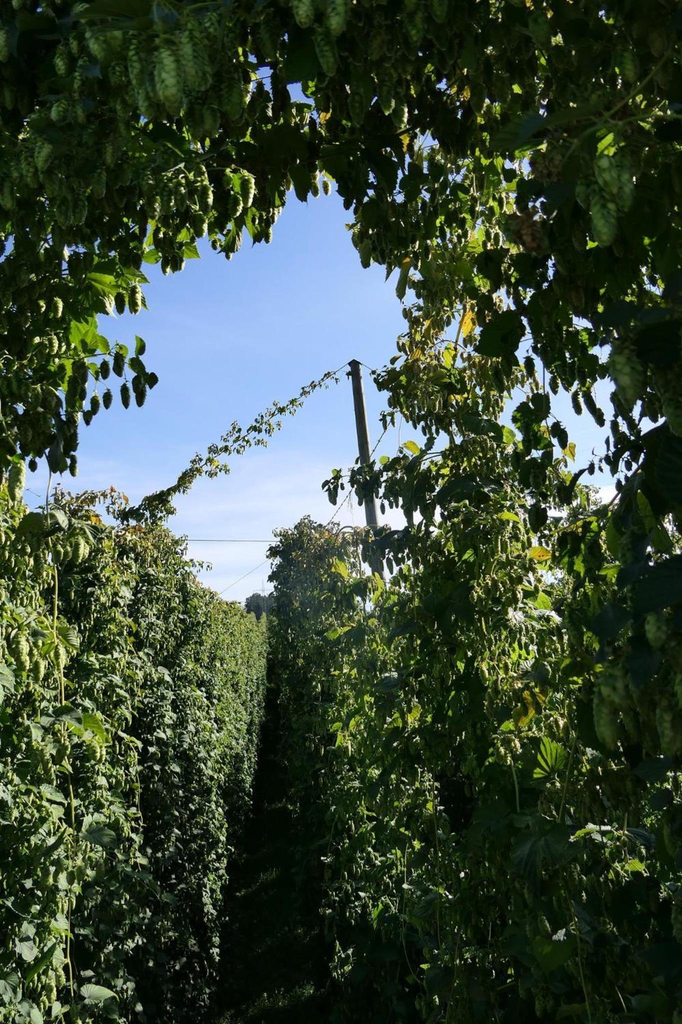 Ferienhof Hopfgärtle Müller