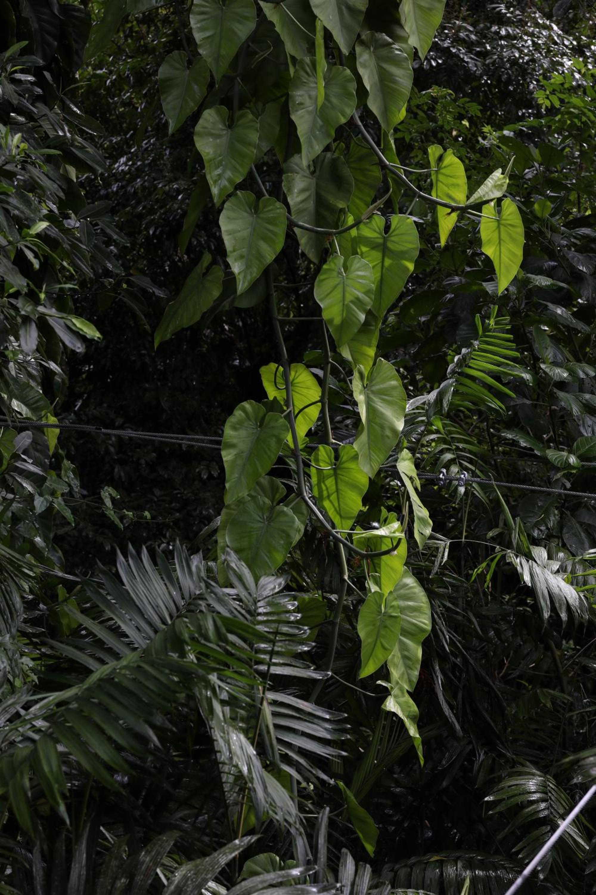 Jade Jungle Resort