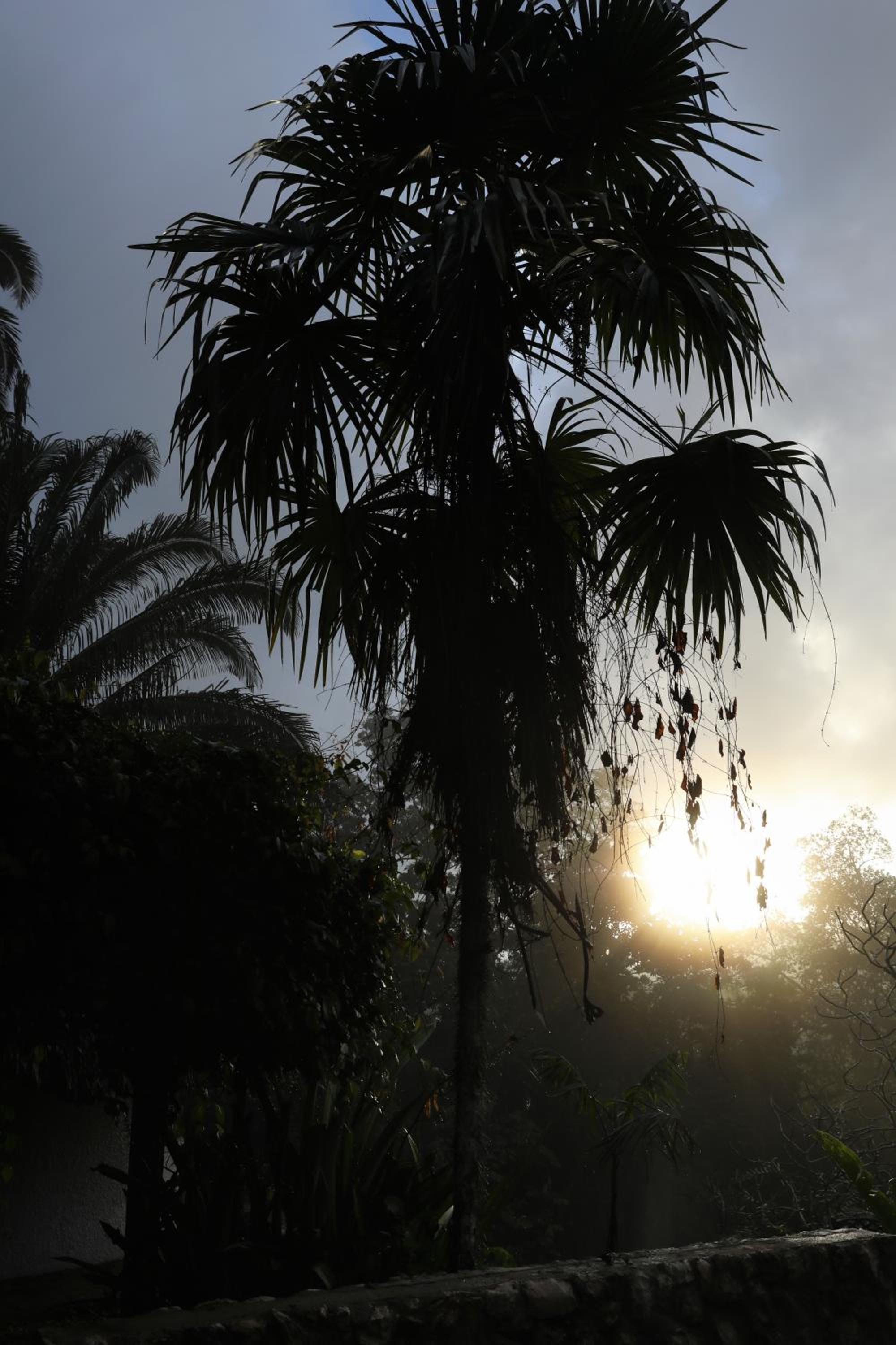 Jade Jungle Resort