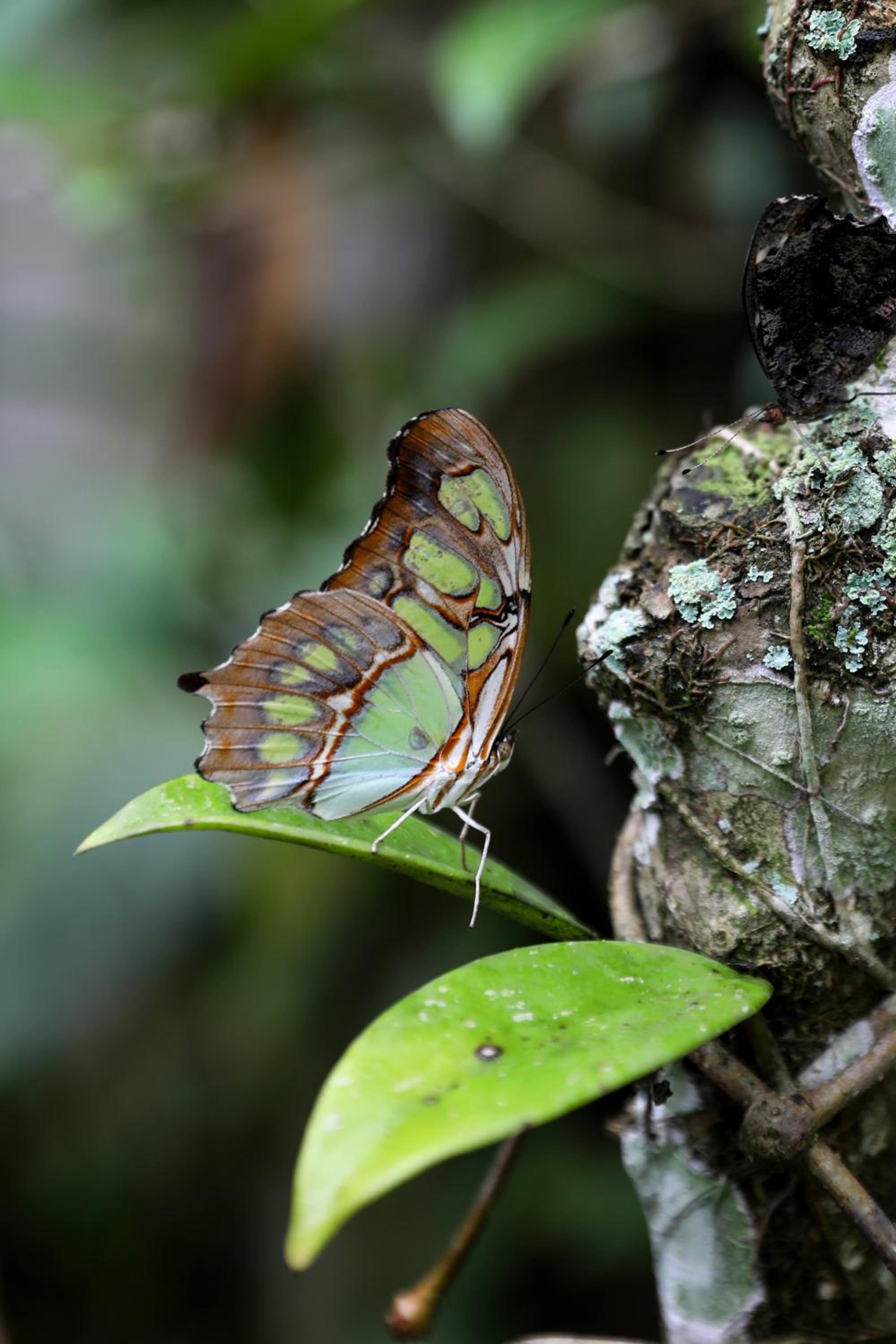 Jade Jungle Resort