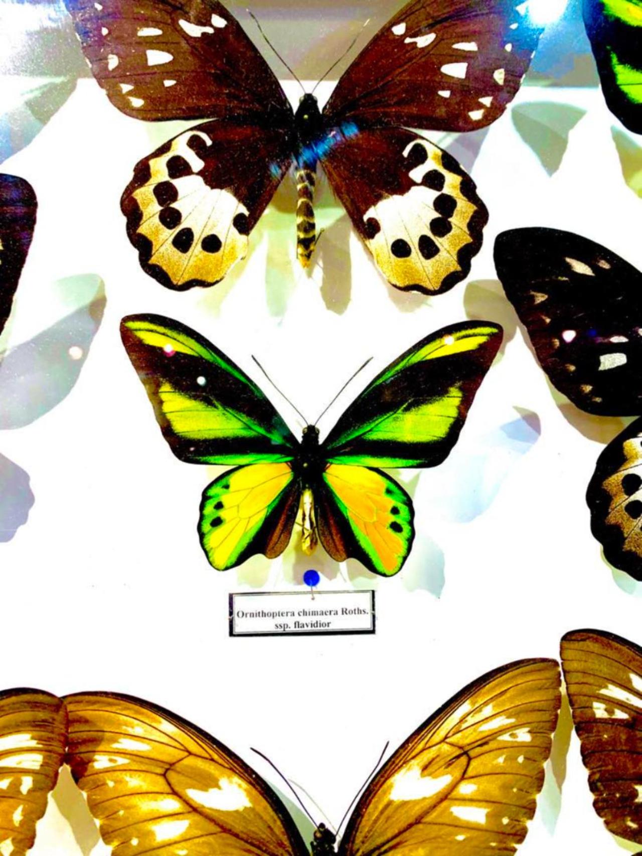 Villa Butterfly