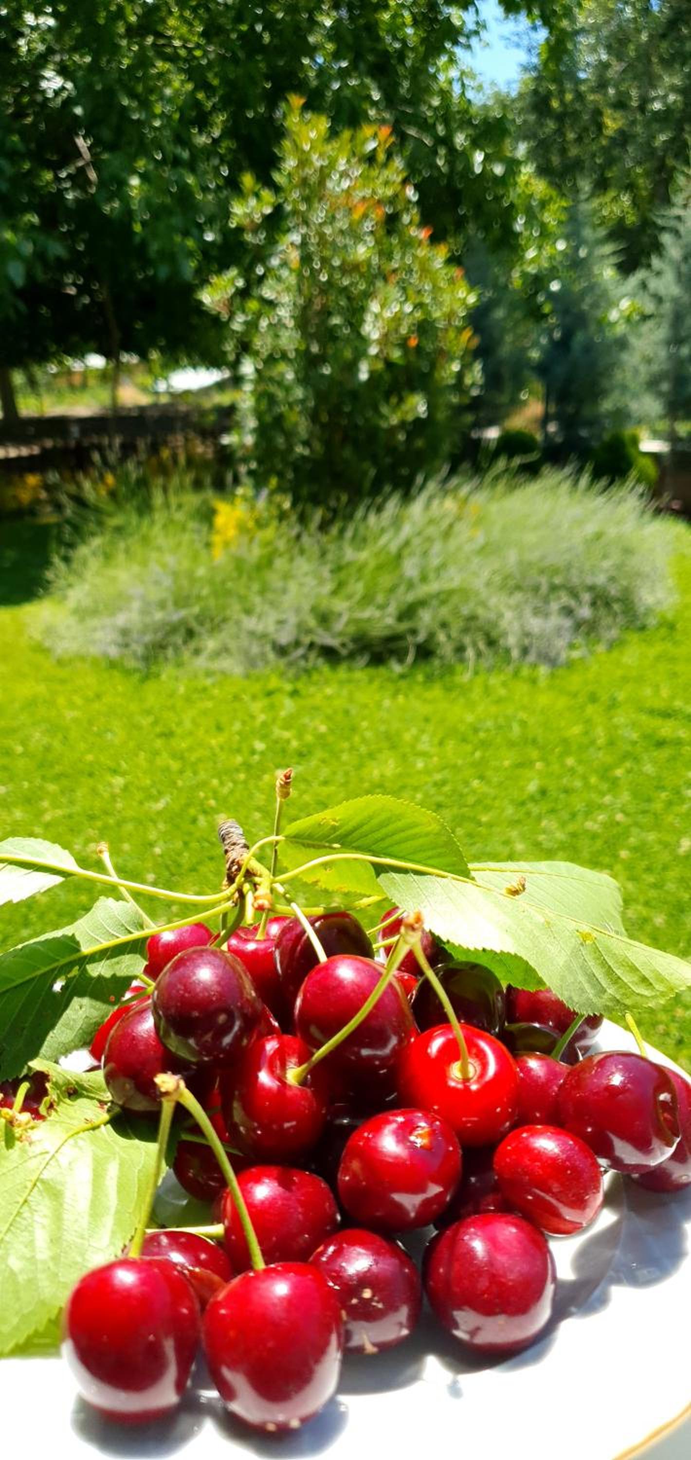 Ebruli Cennet Bahçesi
