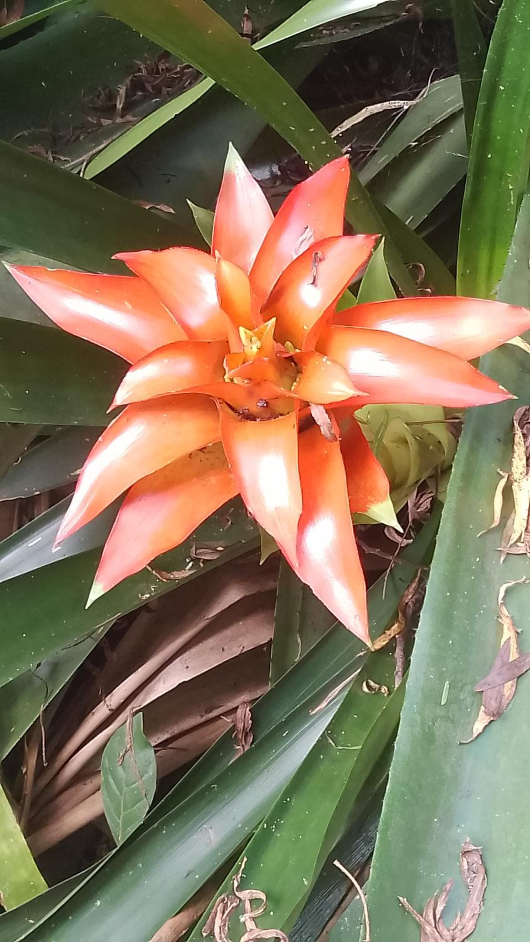 Sobrado flor da laranjeira